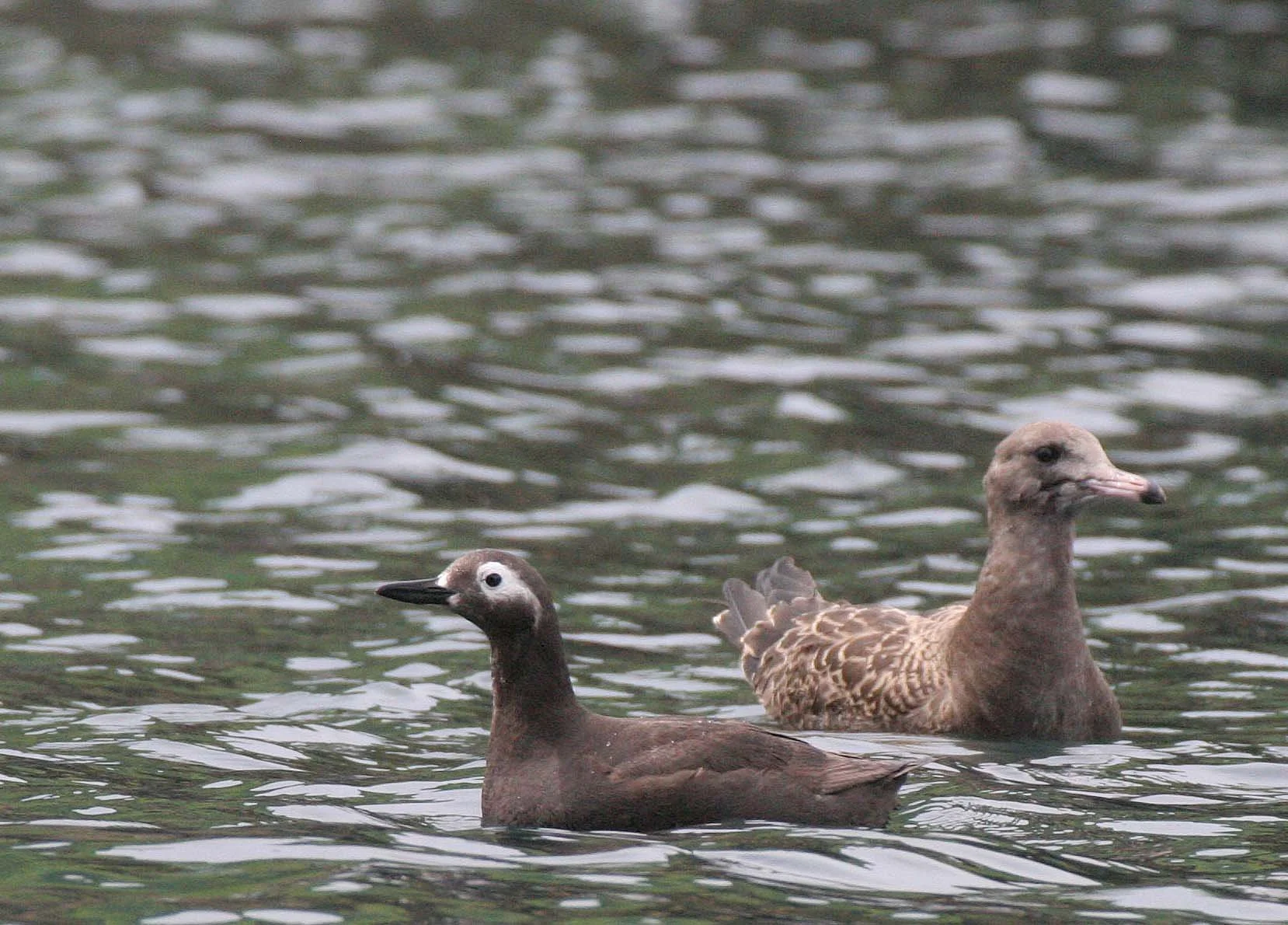 Cepphus carbo - SPECTACLED GUILLEMOT - MONERON ISLAND RUSSIA (16).jpg