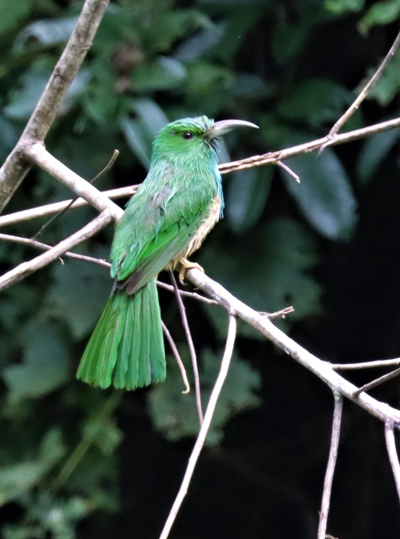 BEE-EATER - BLUE-BEARDED BEE-EATER - Nyctyornis amictus -KAENG KRACHAN NP 26 OCT 2021 (4).jpg