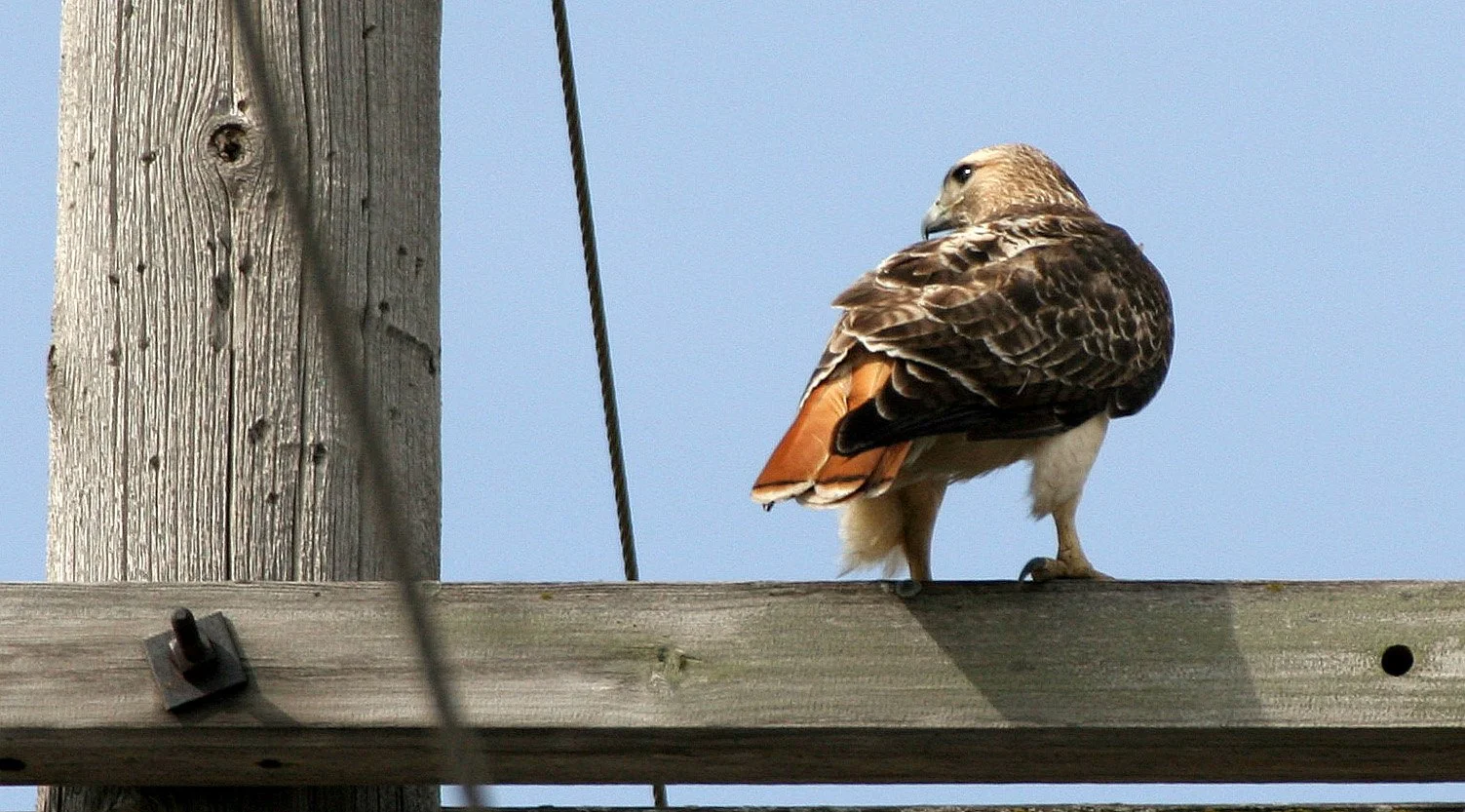 Buteo jamaicensis - RED-TAILED HAWK - WHEATON ILLINOIS (10).JPG