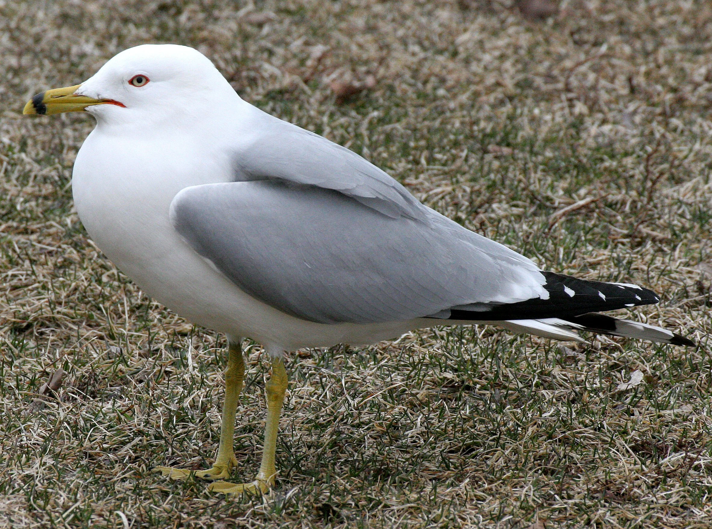 BIRD - GULL - RING-BILLED GULL - CHICAGO MONTROSE PARK (11).JPG