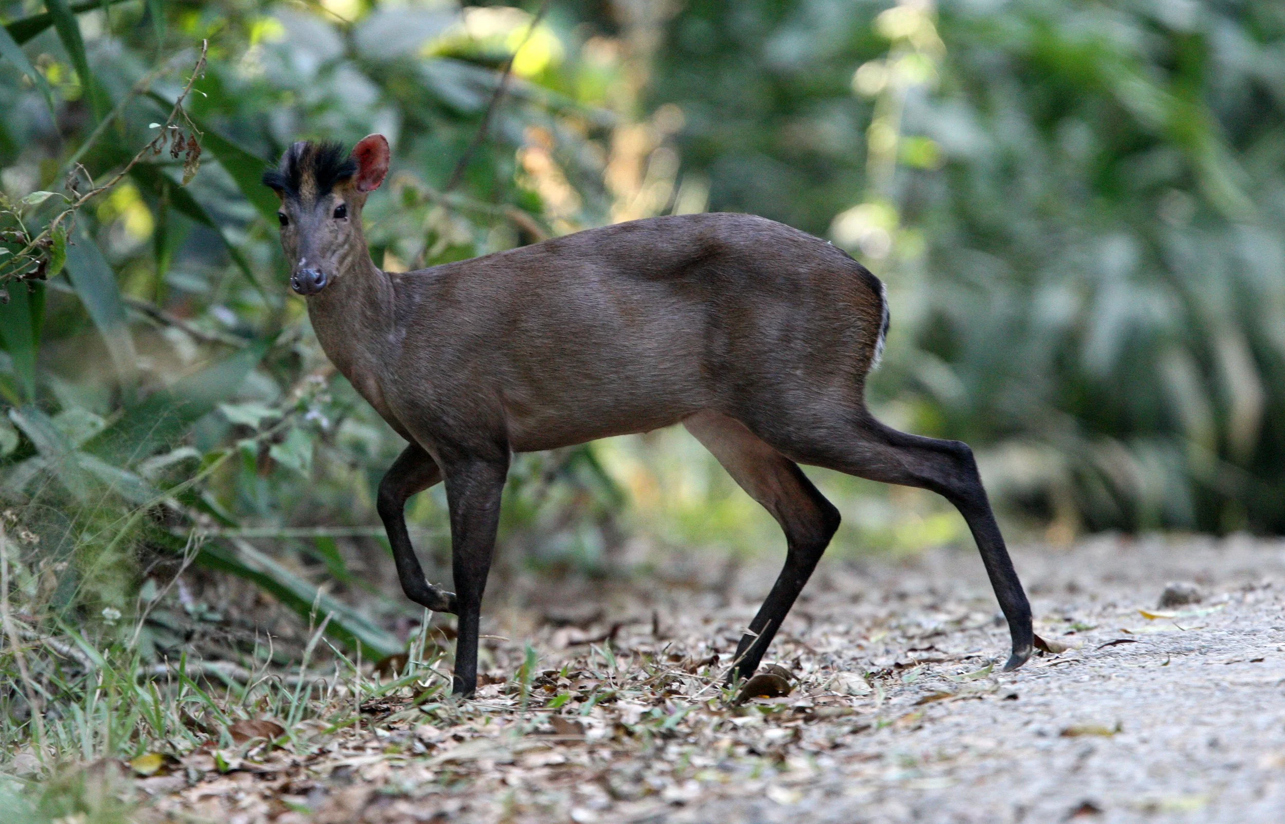 Muntiacus feae - FEA'S MUNTJAC - KAENG KRACHAN NP THAILAND (18).JPG
