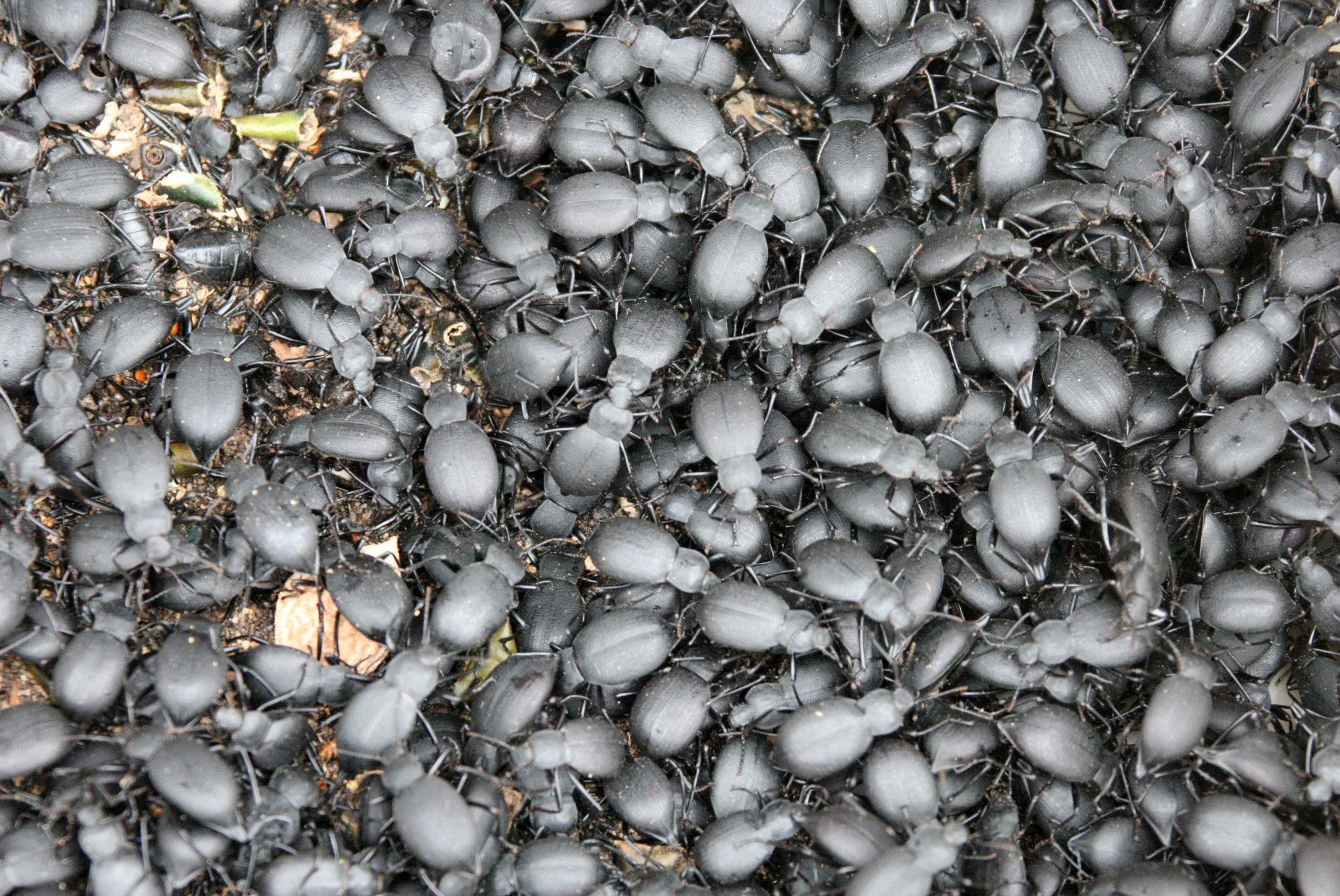 KUNMING - ANIMAL MARKET (2).JPG