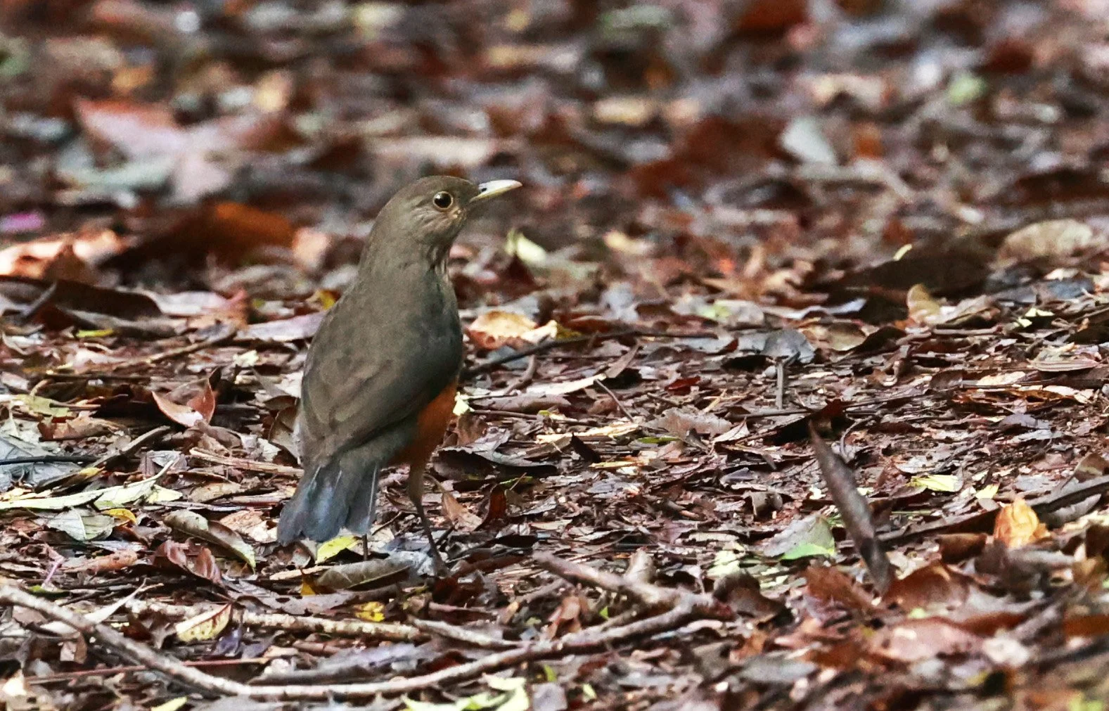 Rufous-bellied Thrush (Turdus rufiventris) Superagui National Park, Brazil (1).jpg