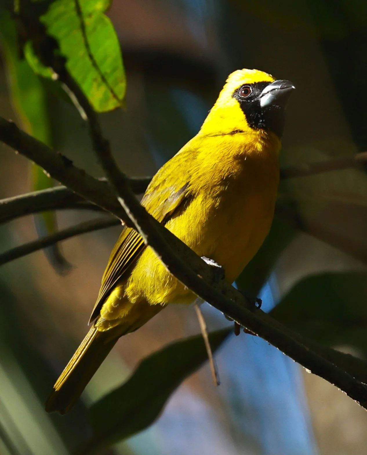 Grosbeak - Yellow-green Grosbeak - Caryothraustes canadensis - Alfonso Claudio, Espirito Santo, Brazil (2).JPG
