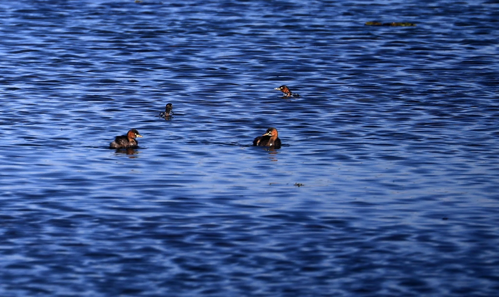 Little Grebe (Tachybaptus ruficollis) Nong Han Lake & Wetland - Sakon Nakhon Province  (2).jpg