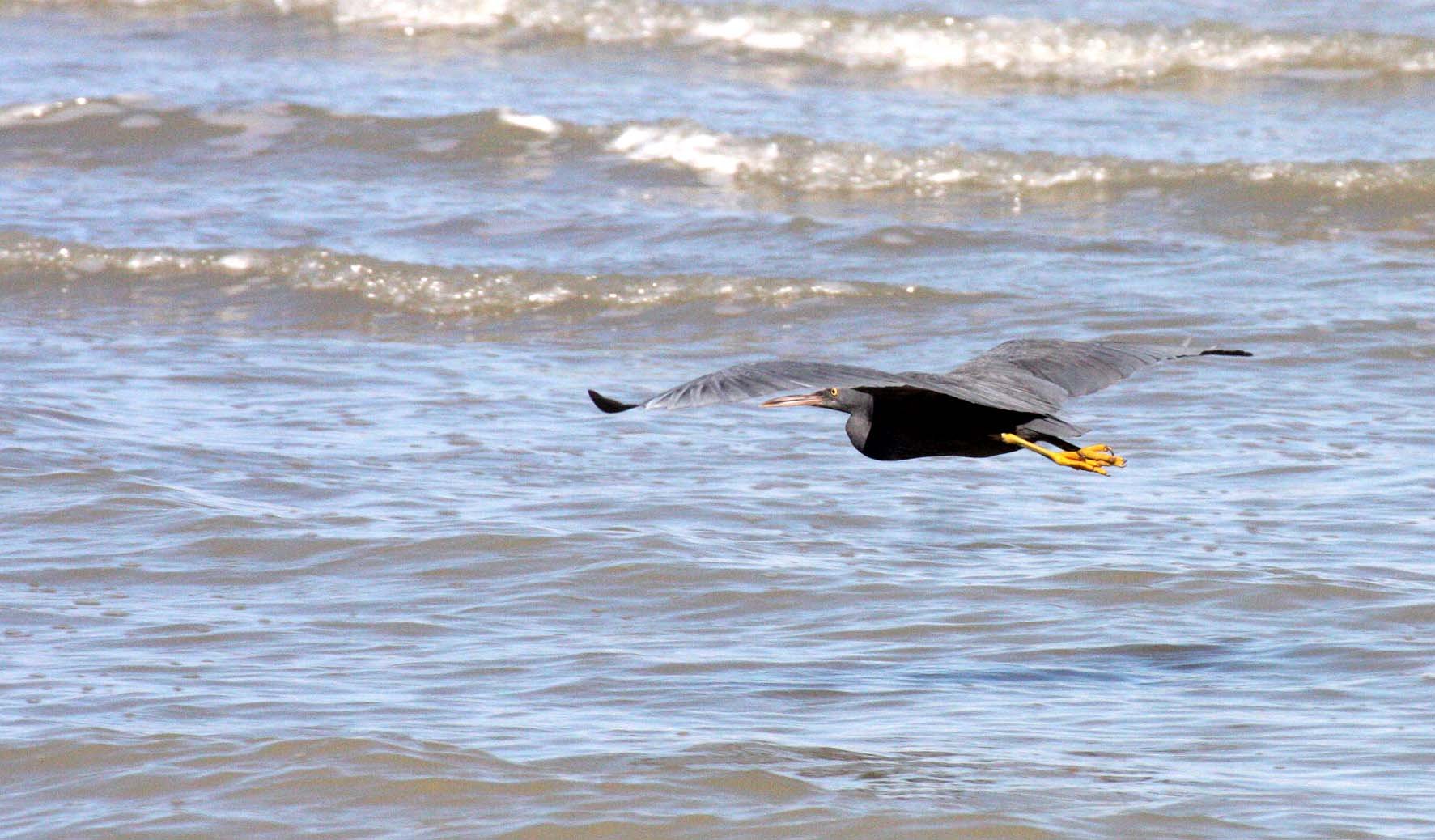 EGRET - PACIFIC REEF EGRET - Egretta sacra - KOH LANTA  (28).JPG