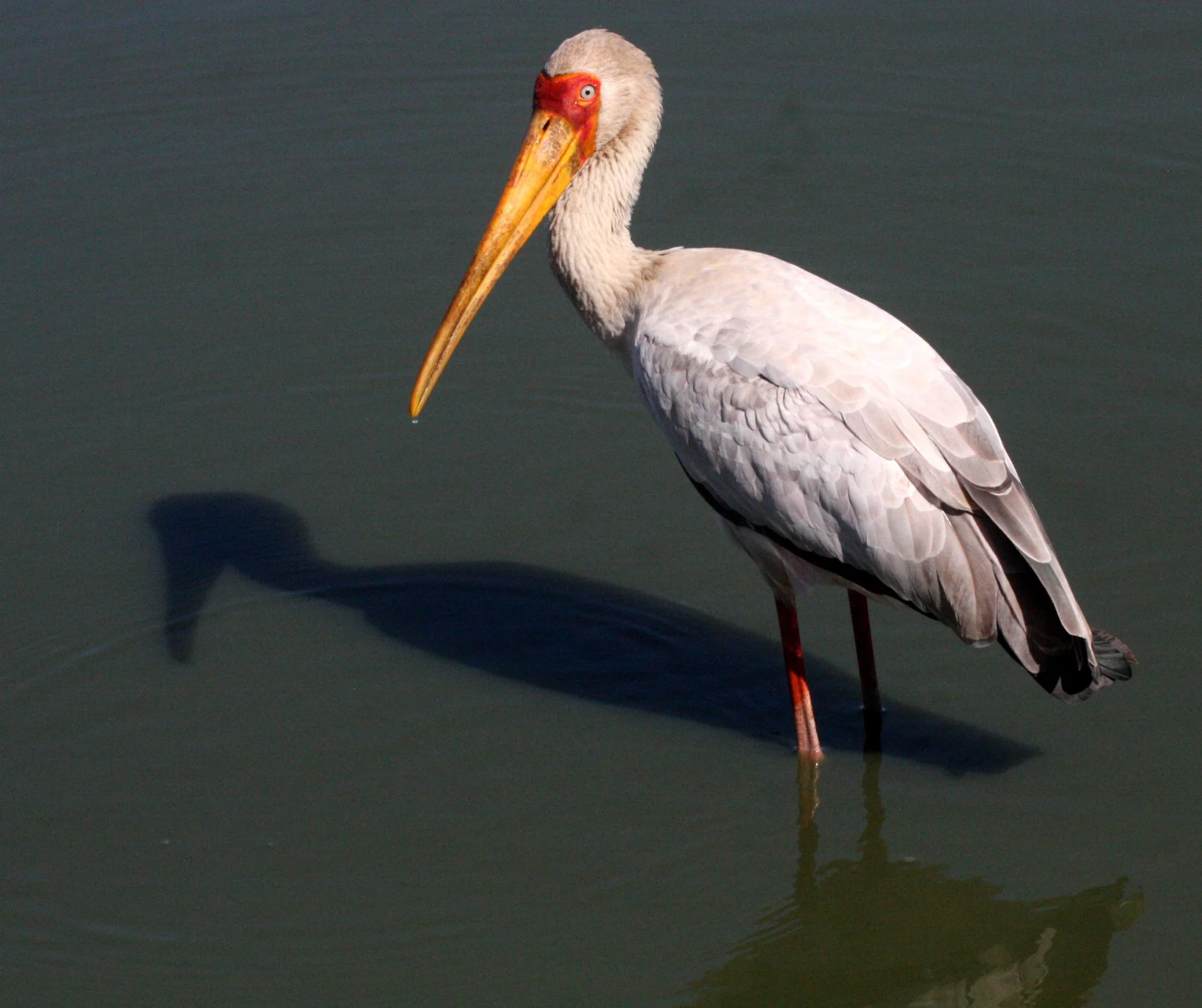 STORK - YELLOW-BILLED STORK - Mycteria ibis - KRUGER NATIONAL PARK SOUTH AFRICA (21).JPG