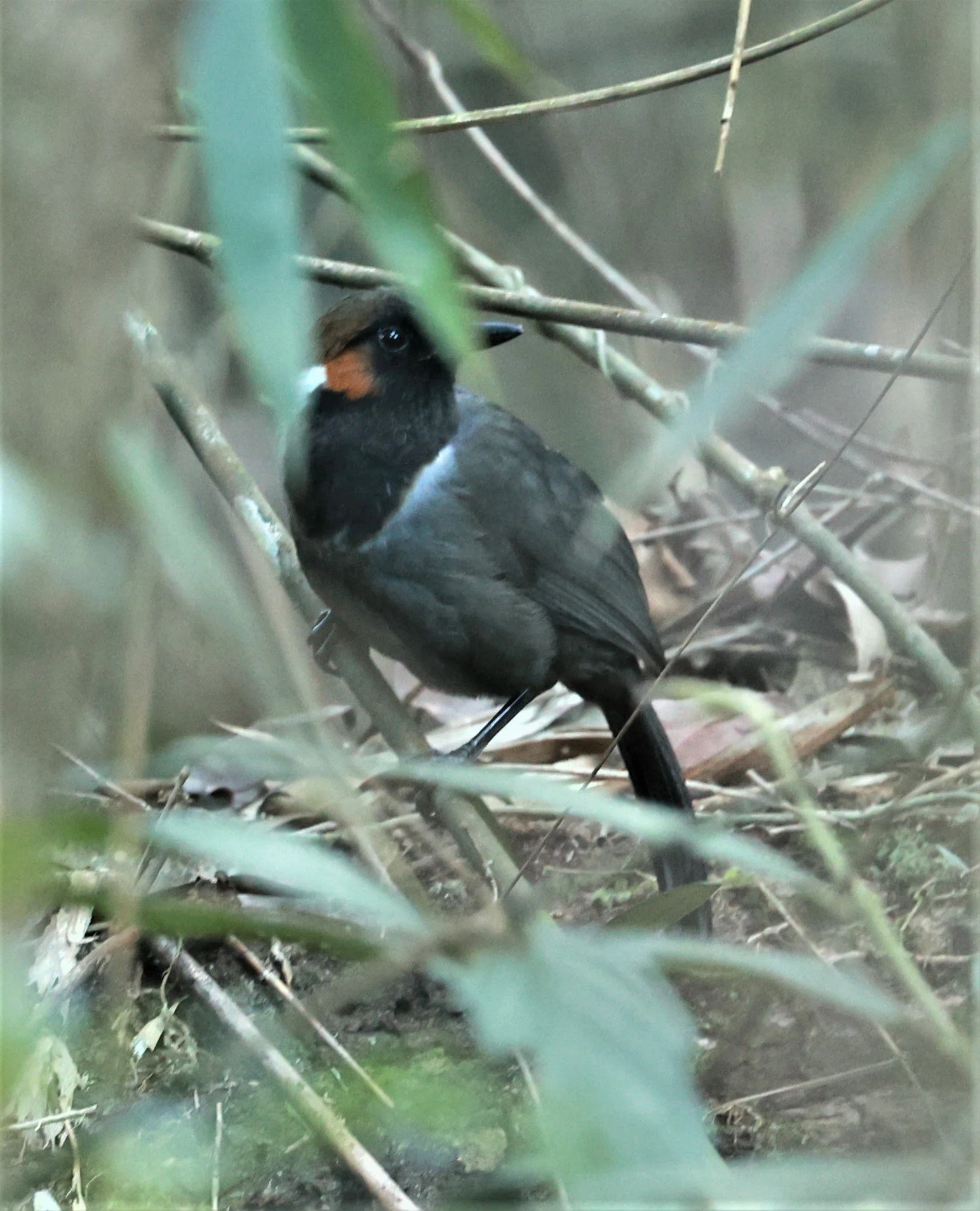 LAUGHINGTHRUSH - WHITE-NECKED LAUGHINGTHRUSH - Garrulax strepitans - Phu Luang Wildlife Reserve Loei Province (14).jpg