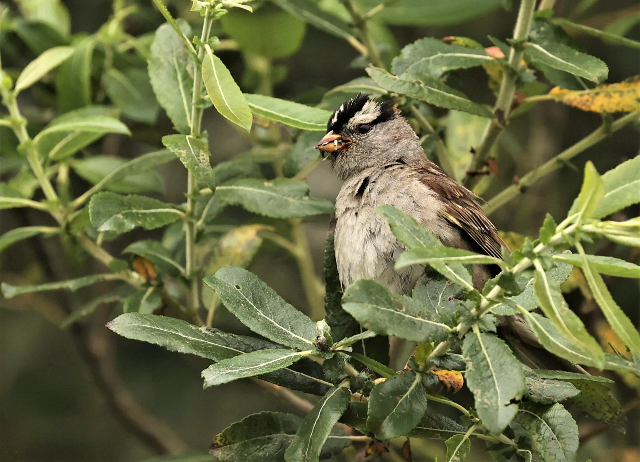 White-crowned Sparrow (Zonotrichia leucophrys) Humboldt Bat NWR California (5).jpg