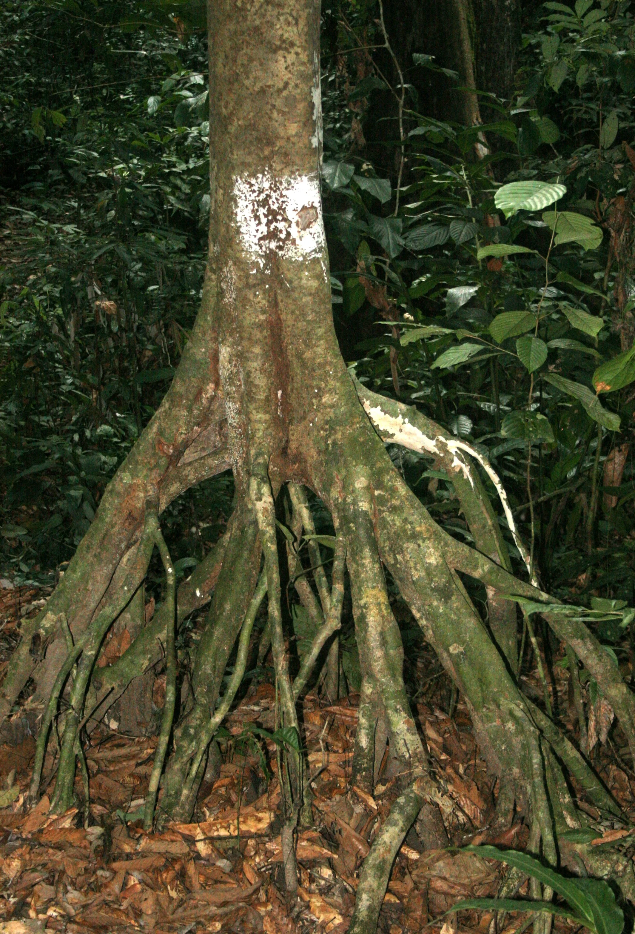 DANUM VALLEY BORNEO - LOOKS LIKE A WALKING TREE.JPG