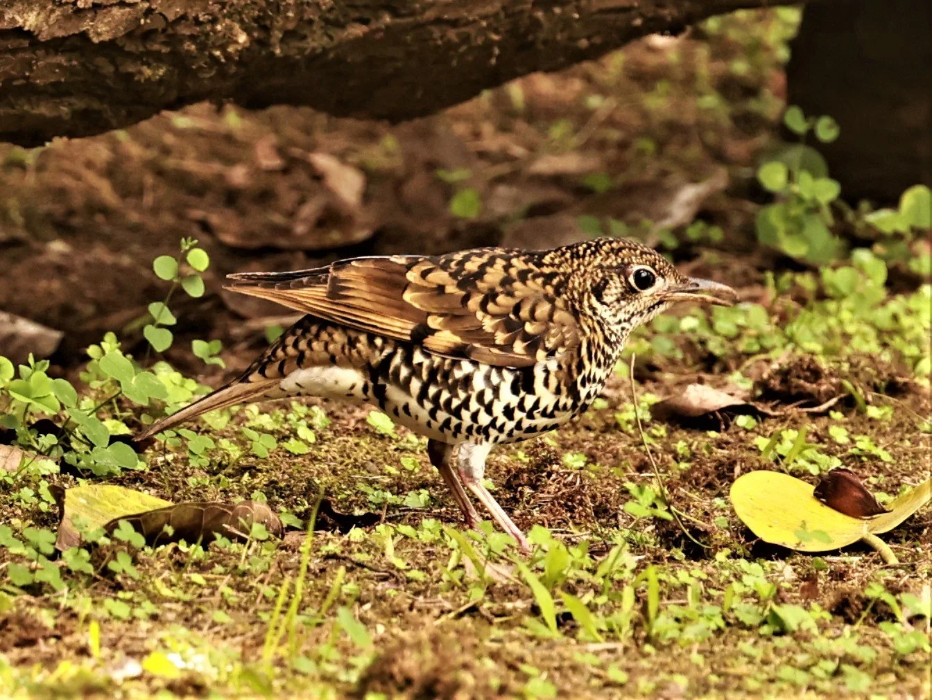 Scaly Thrush (Zoothera dauma) Doi Ang Kang Chiang Mai (52).jpg