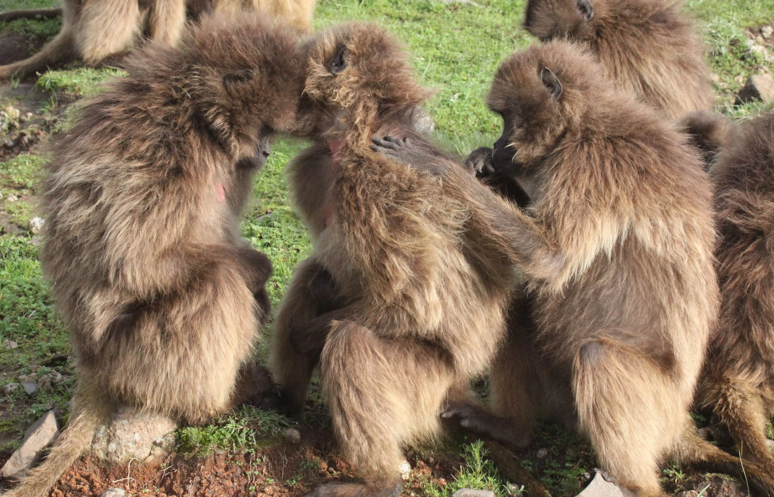 CERCOPITHECIDAE - Theropithecus gelada - GELADA - SIMIEN MOUNTAINS NATIONAL PARK ETHIOPIA (1563).JPG