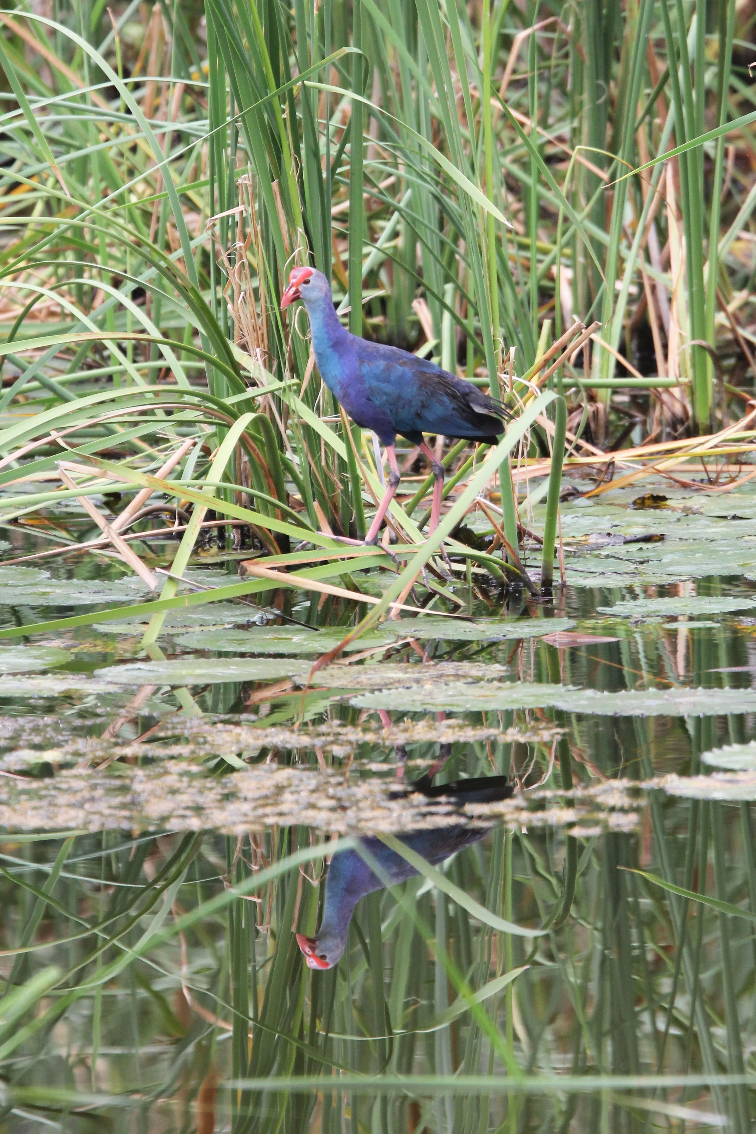 Purple Swamphen (Porphyrio porphyrio) Khao Sam Roi Yod Thailand (7).JPG
