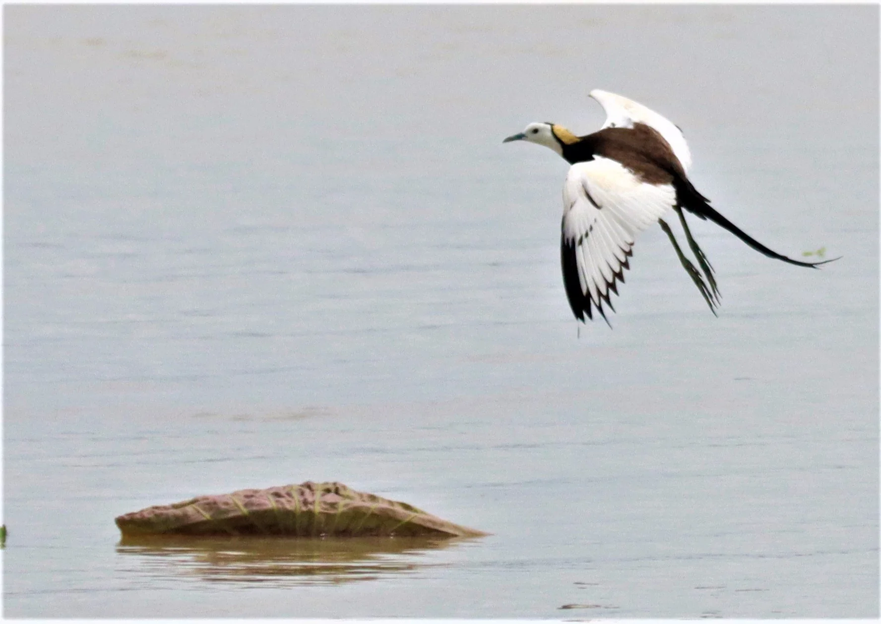 JACANA - PHEASANT-TAILED JACANA - Hydrophasianus chirurgus - BUENG BORAPHET NAKHON SAWAN AUGUST 2021 (89).jpg