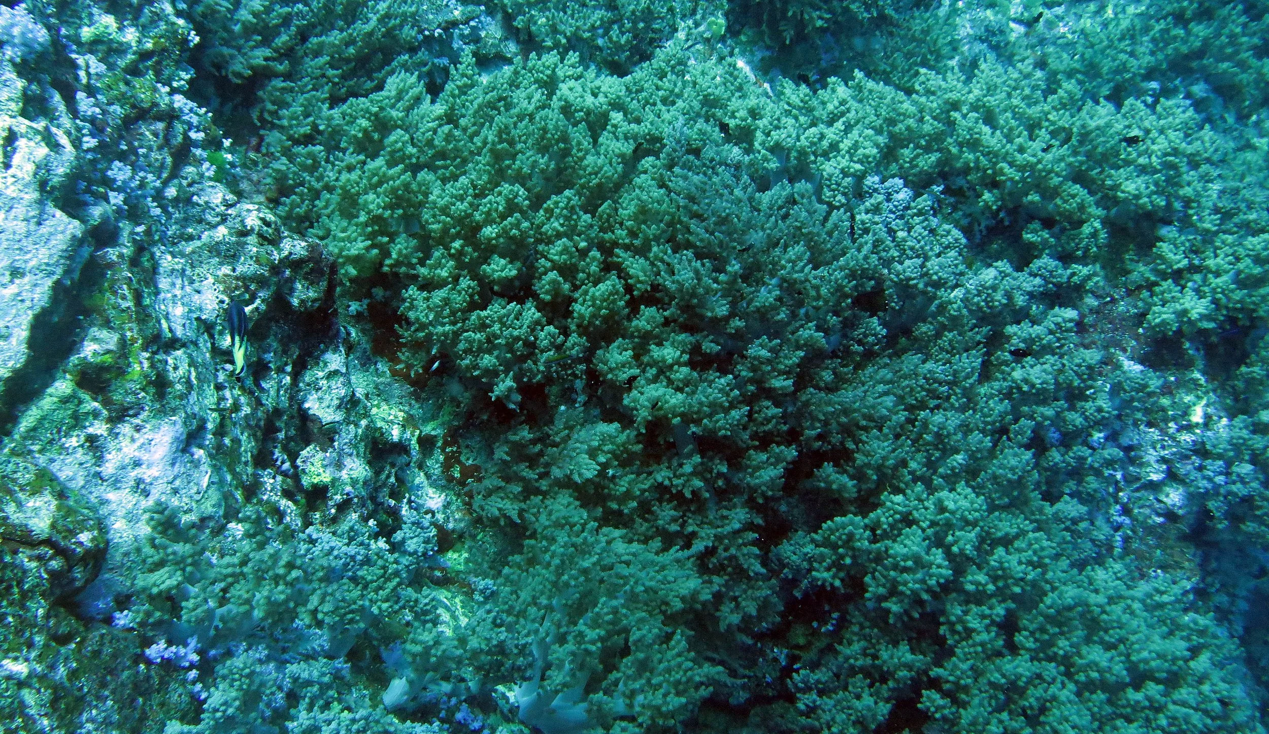 2014 Similan Islands Marine Park Thailand ISB Dive Trip (26).JPG