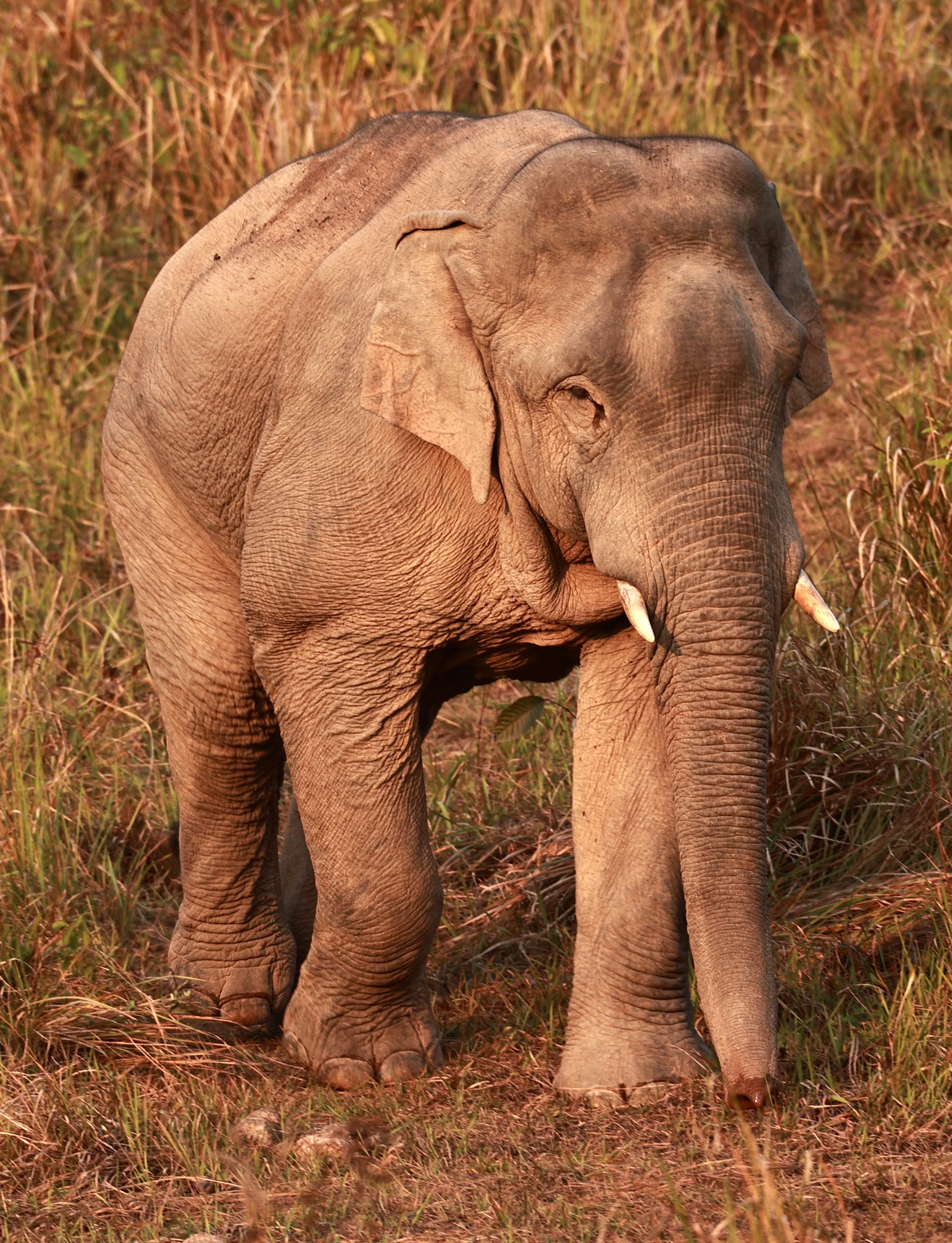Asian Elephant (Elephas maximus) Khao Yai National Park, Thailand (55).jpg