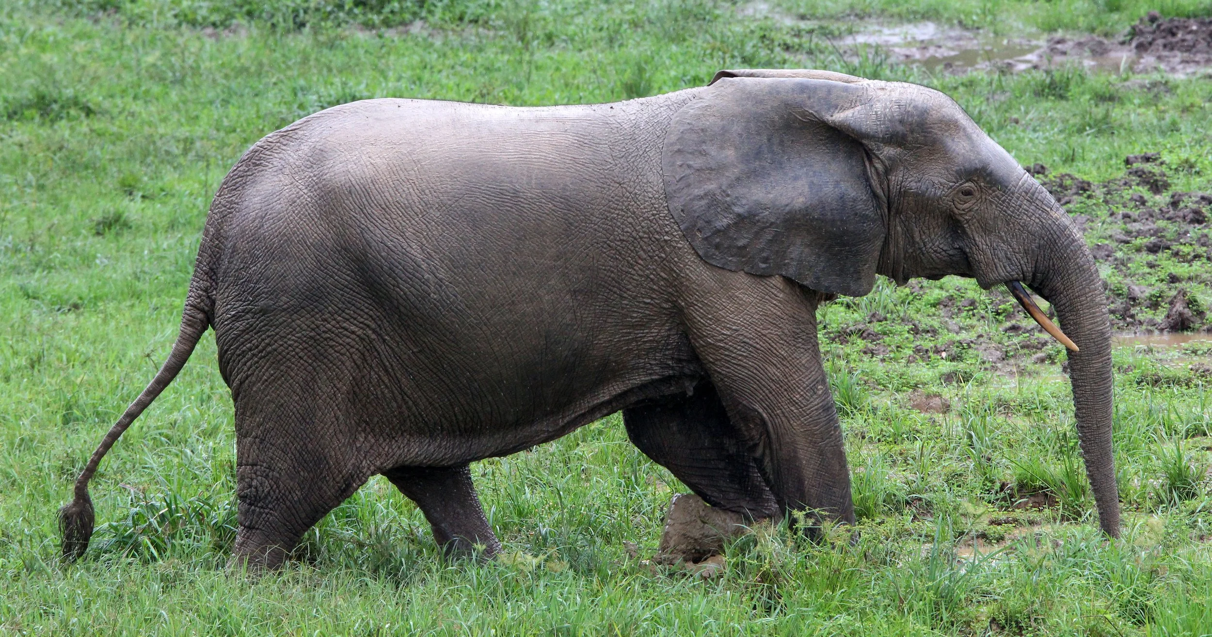 ELEPHANT - FOREST ELEPHANT - DZANGA BAI - DZANGA NDOKI NP CENTRAL AFRICAN REPUBLIC (66).JPG