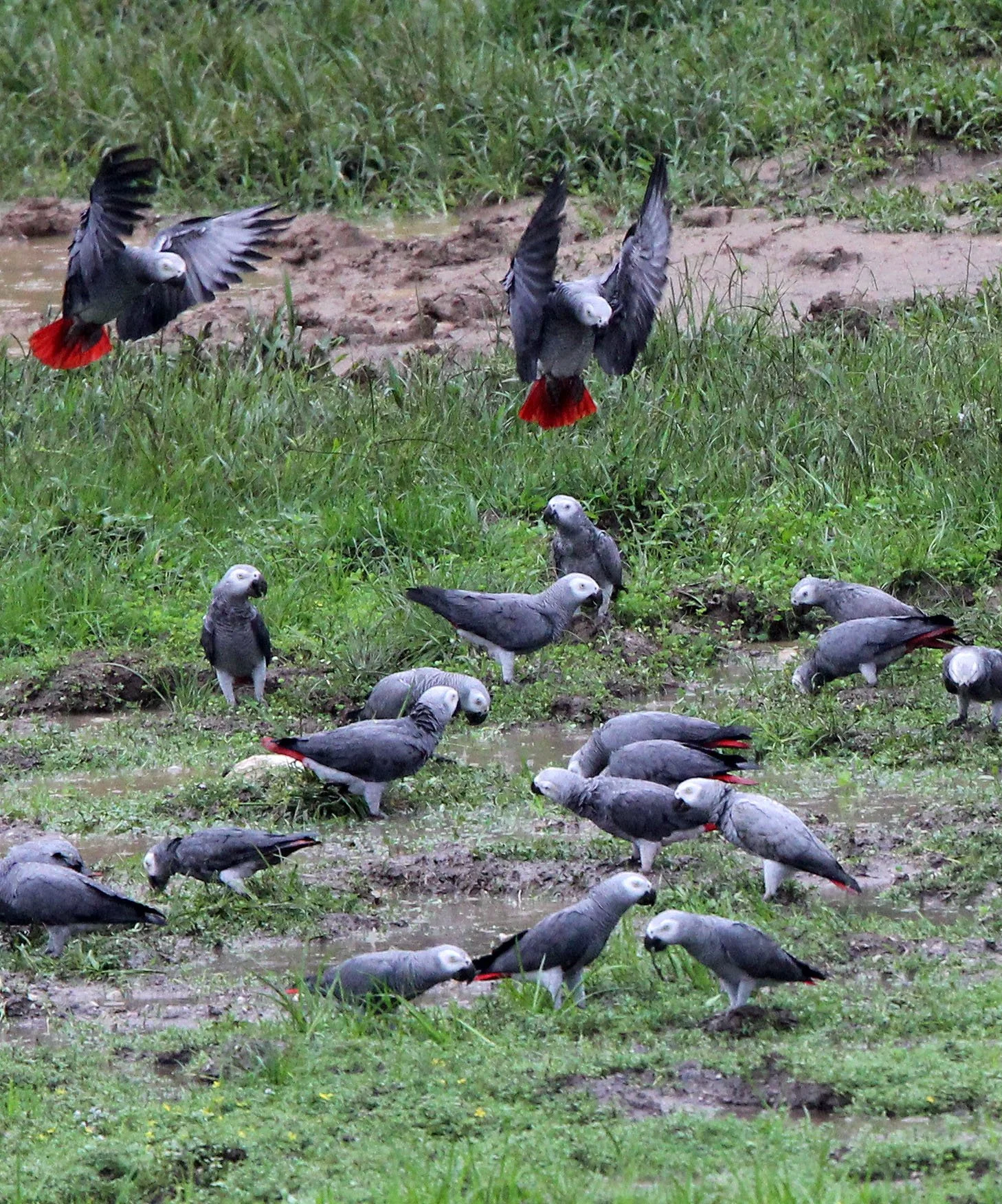 BIRD - PARROT - AFRICAN GREY PARROT - DZANGA BAI - DZANGA NDOKI NP CENTRAL AFRICAN REPUBLIC (10).JPG
