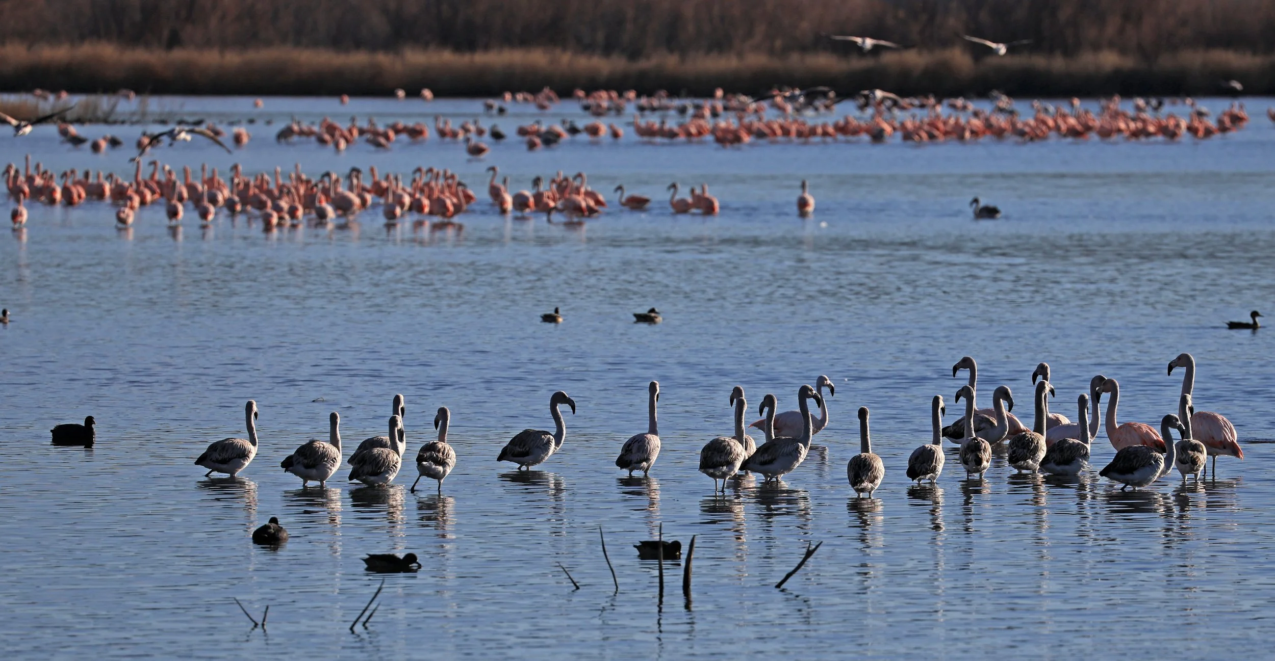 Chilean Flamingo (Phoenicopterus chilensis) Lagunas del Ornitólogo, Trelew Argentina (47).jpg