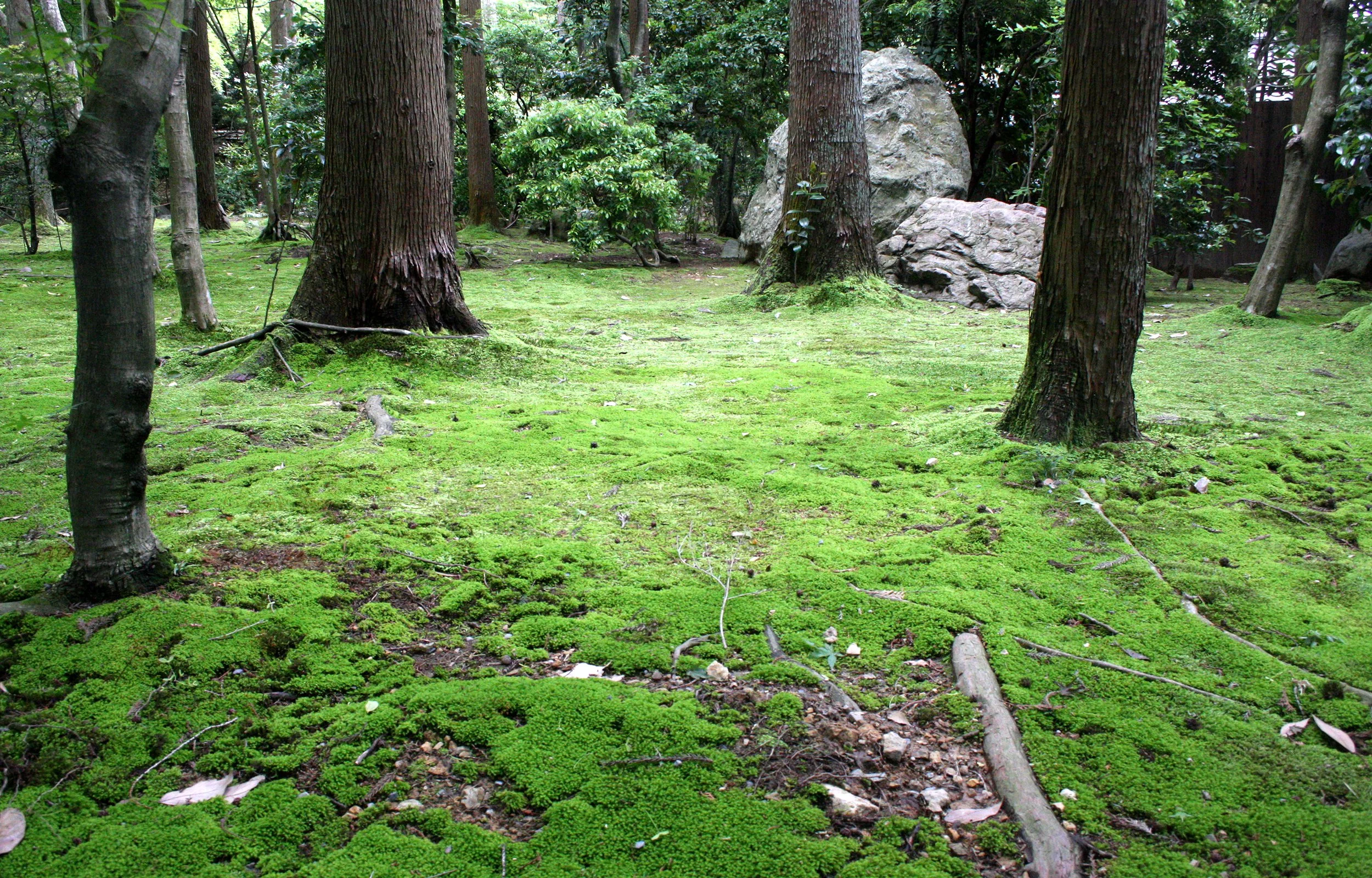 KYOTO - MAY 2009 - RYOANJI MOSS GARDENS (12).JPG