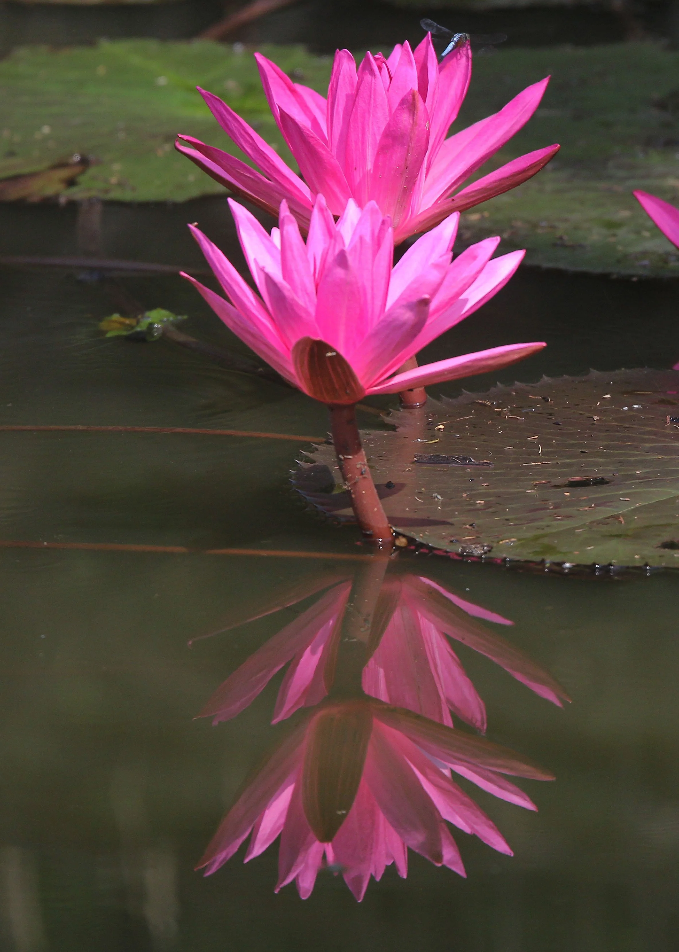 2015 Koh Lanta October Break Trip  (338).JPG