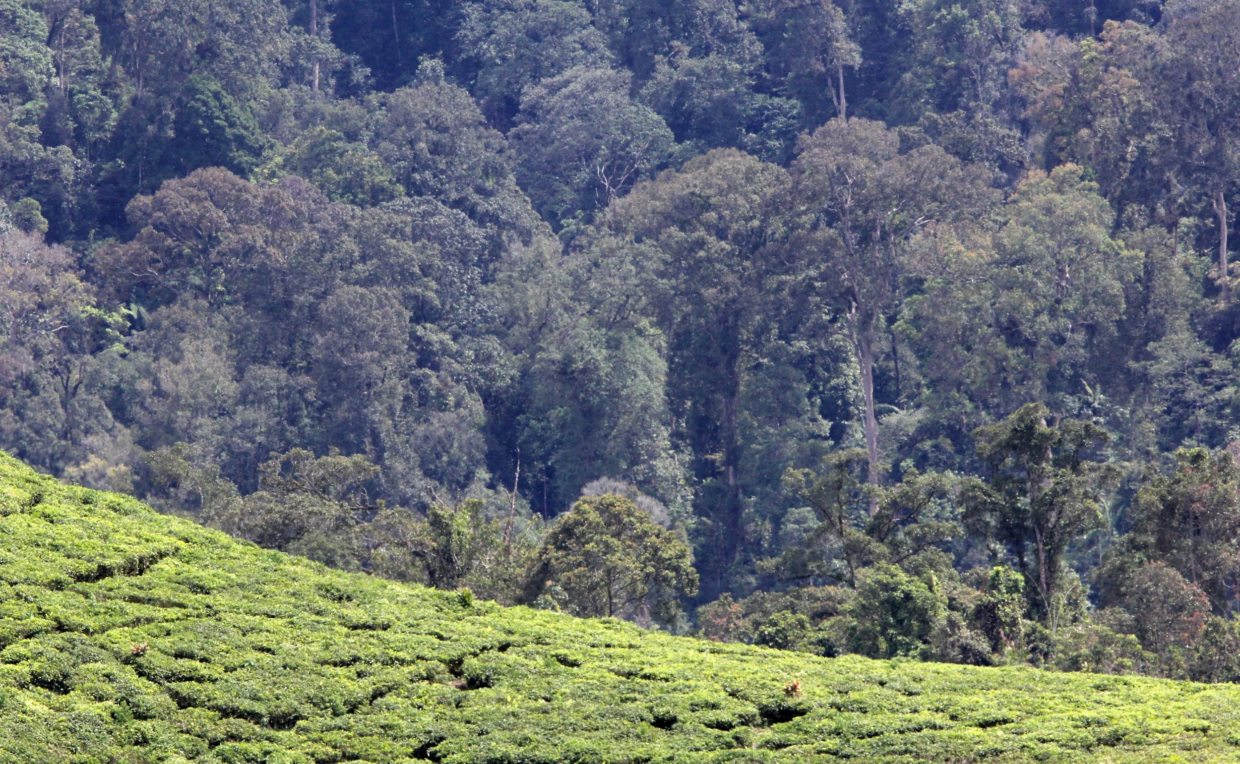HALIMUN NATIONAL PARK JAVA BARAT INDONESIA (35).JPG