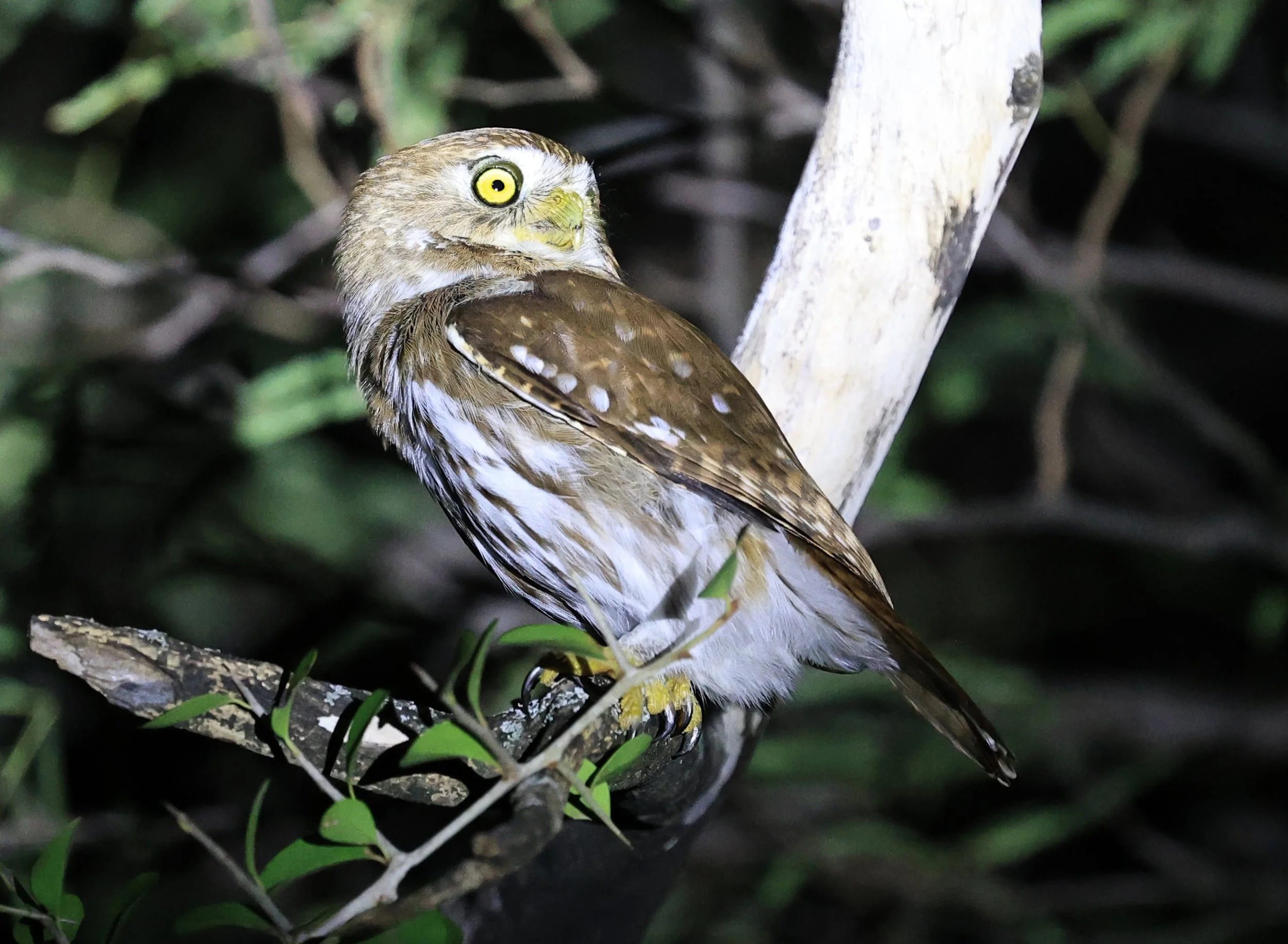 Ferruginous Pygmy-Owl (Glaucidium brasilianum) Reserva Nueland  Selva Serena (42).jpg