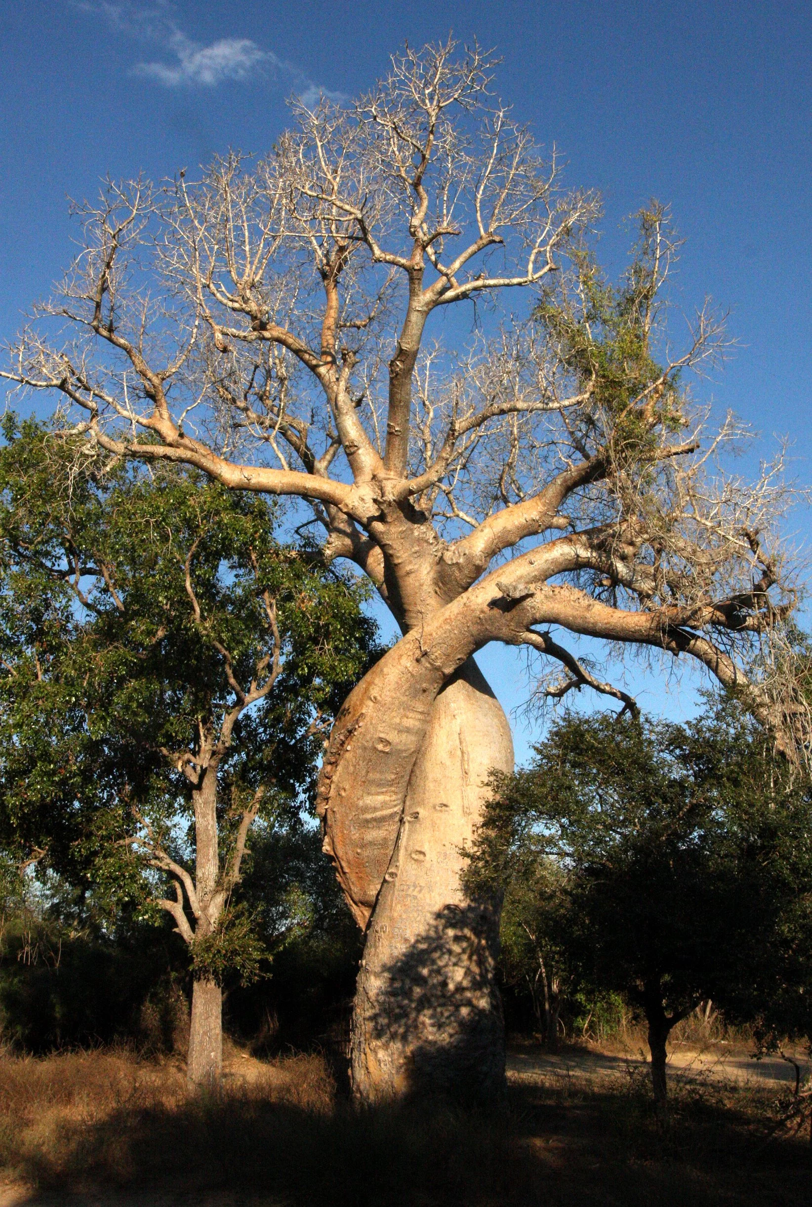 PLANT - BAOBAB - LOVERS - KIRINDY NATIONAL PARK MADAGASCAR (5).JPG
