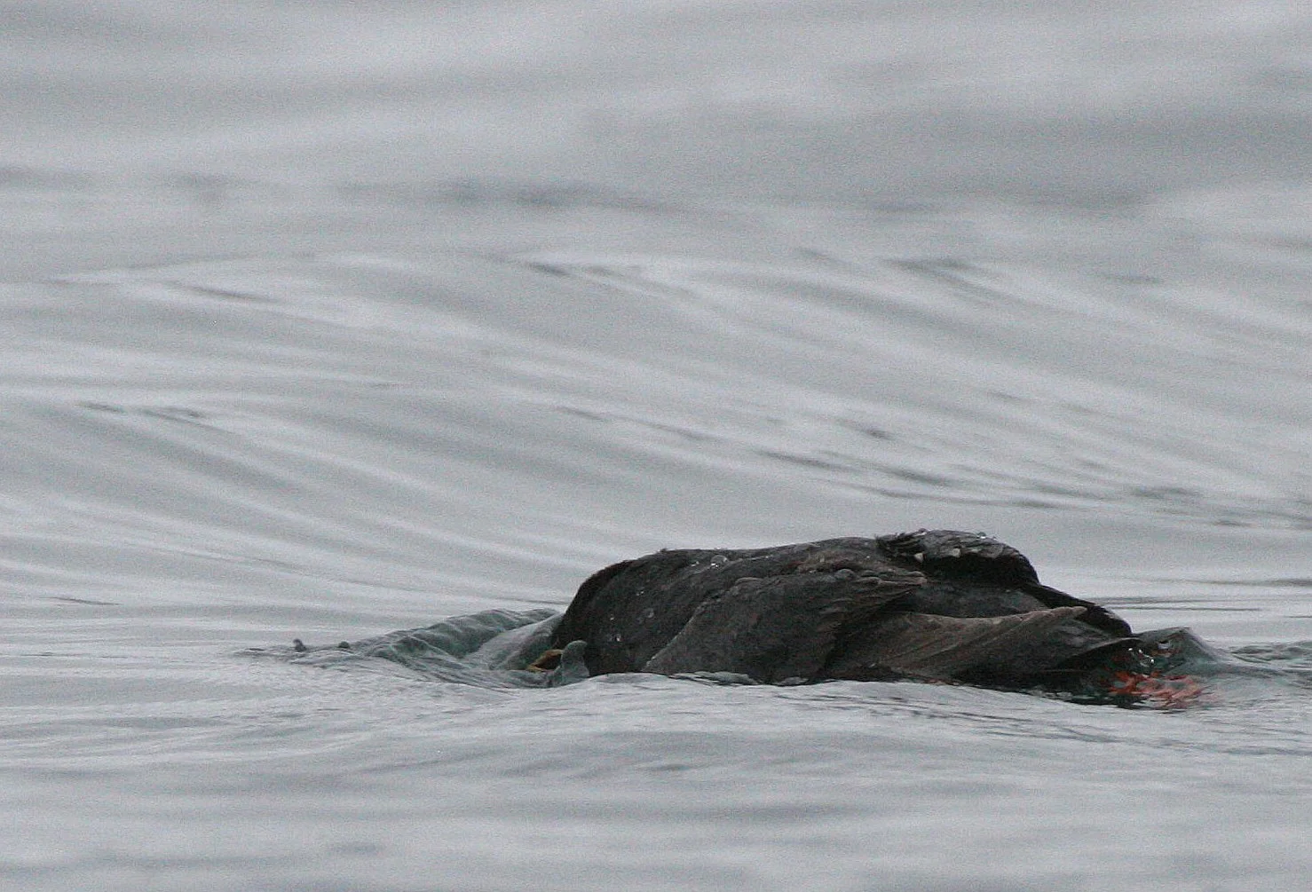 Fratercula cirrhata - TUFTED PUFFIN - COAST OF KAMCHATKA (59).jpg