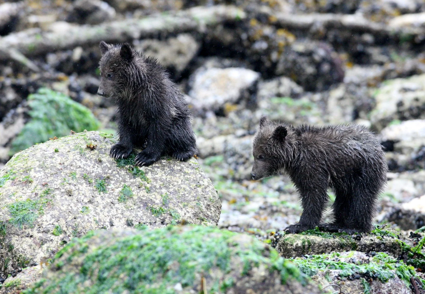 Ursus arctos stikeenensis - STICKEEN'S GRIZZLY BEAR - MOM AND HER FIRST YEAR CUBS - KNIGHT'S INLET BRITISH COLUMBIA (41).JPG