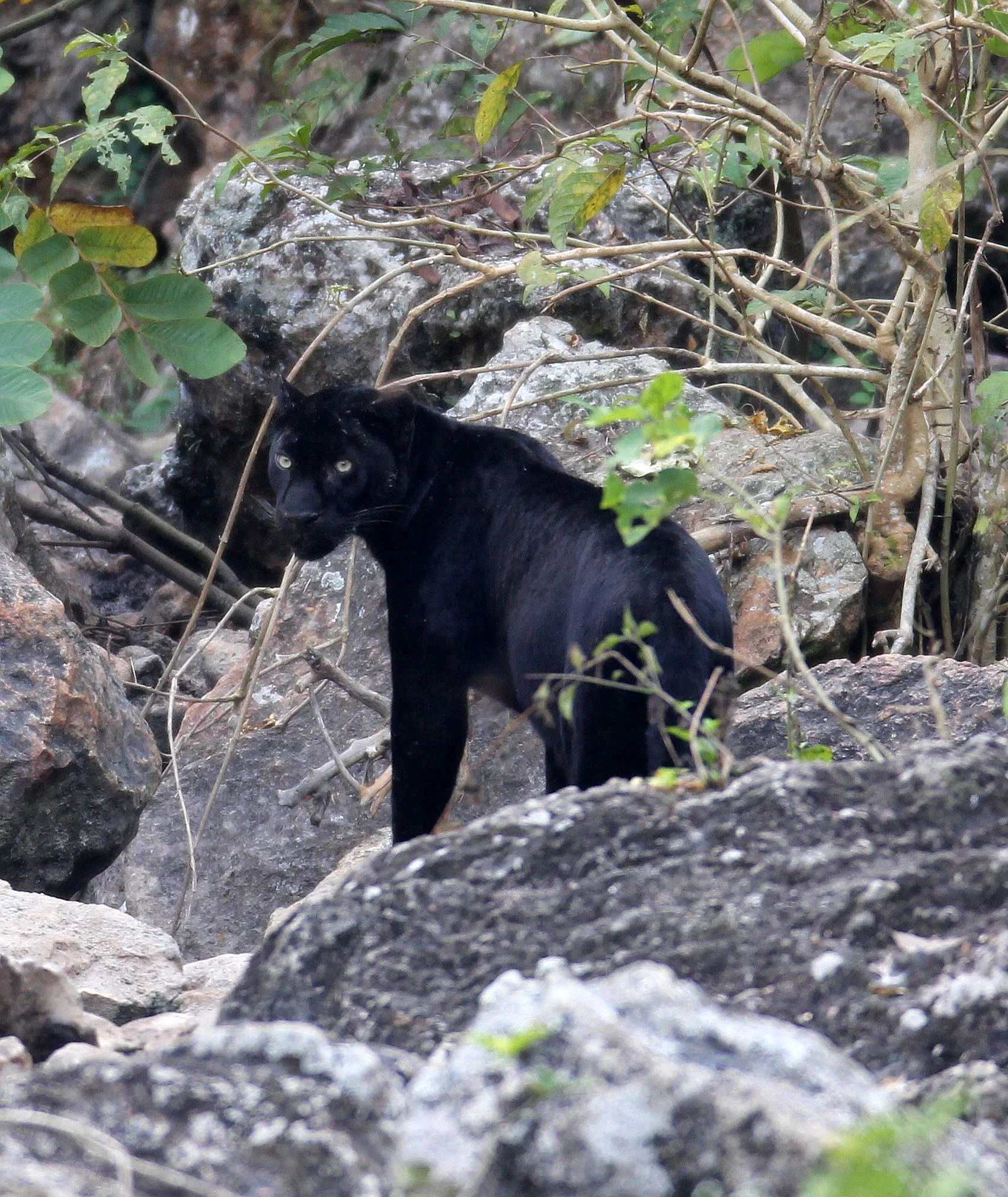 Panthera pardus delacouri - INDOCHINESE LEOPARD - MELANISTIC FORM - HUAI KHA KHAENG - KAPOK KAPIEN STATION & MINERAL LICK - THAI (176).JPG