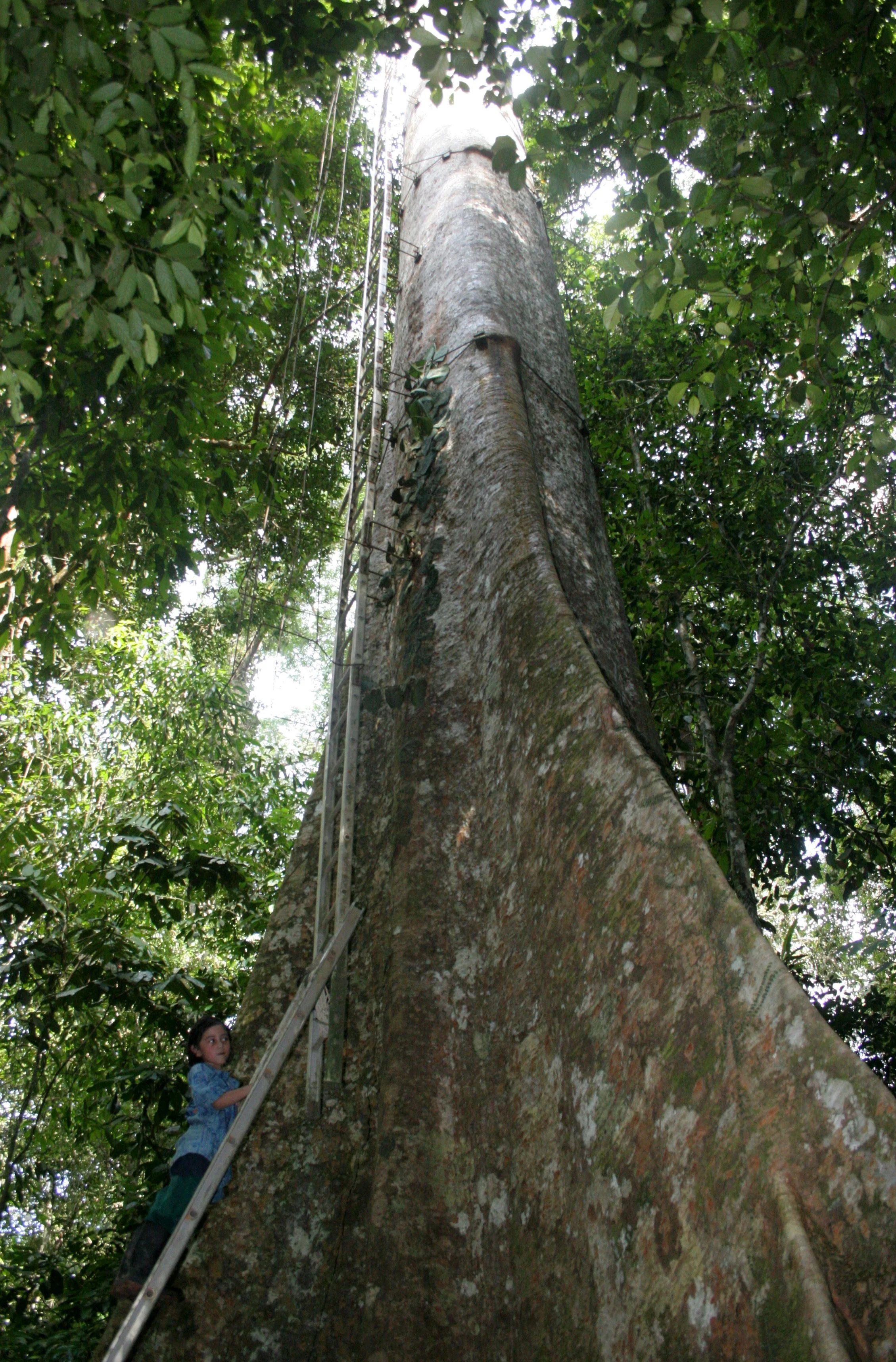 DANUM VALLEY BORNEO - TREE PLATFORM (5).JPG