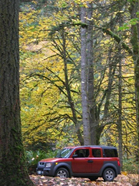 2005-10-22 TREK IN TO OLYMPIC RAINFOREST IN FALL (3).JPG