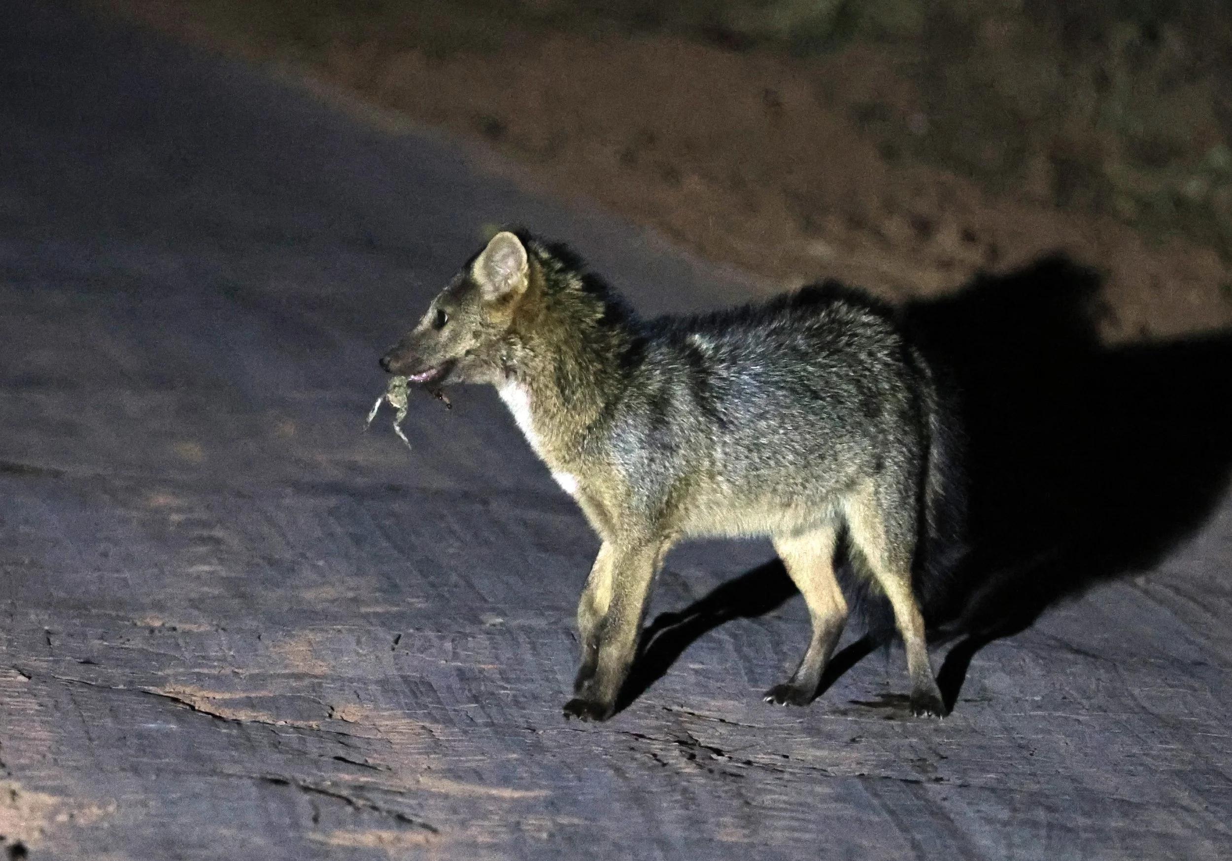 Crab-eating Fox (Cerdocyon thous) Agua Dulce Paraguay (18).jpg
