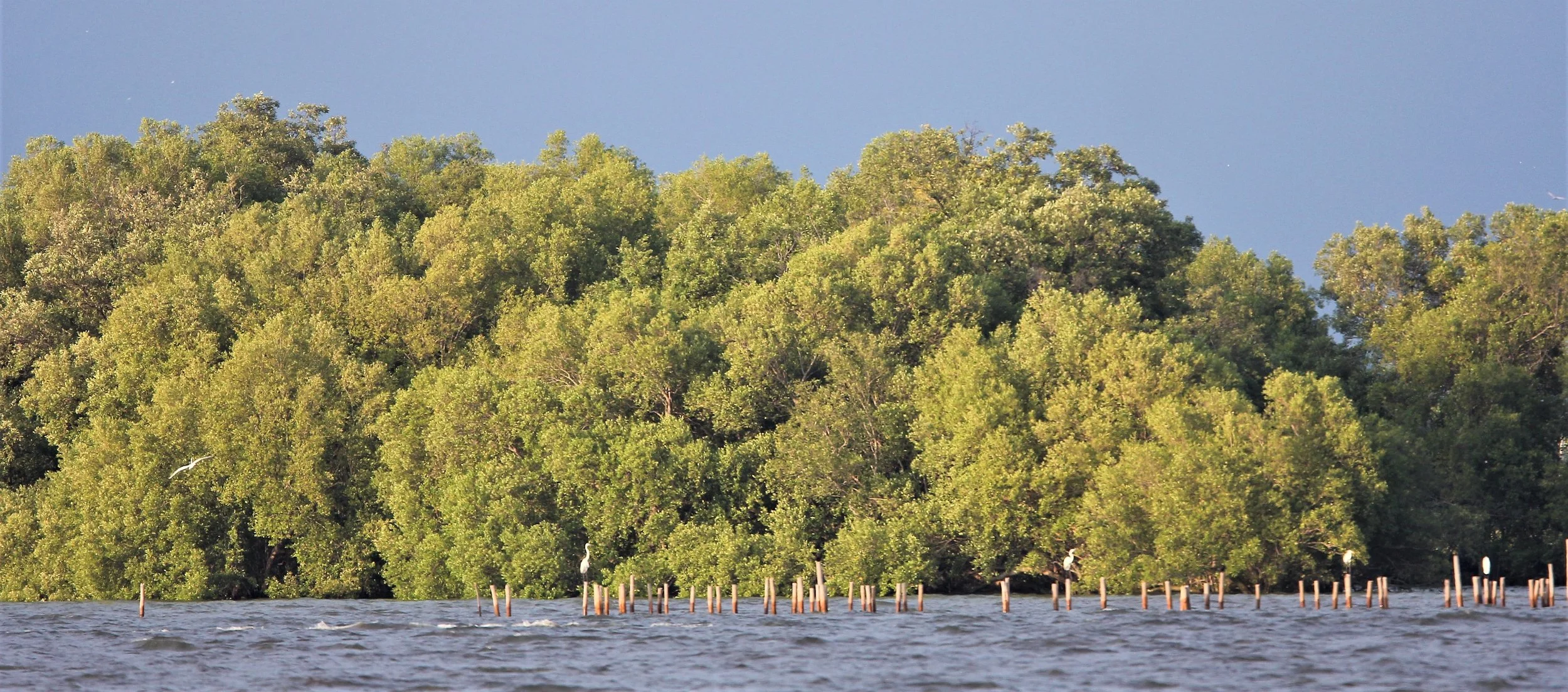 2019 Ban Pak Khlong Pramong in Chachoengsao Whale Trip (2).JPG