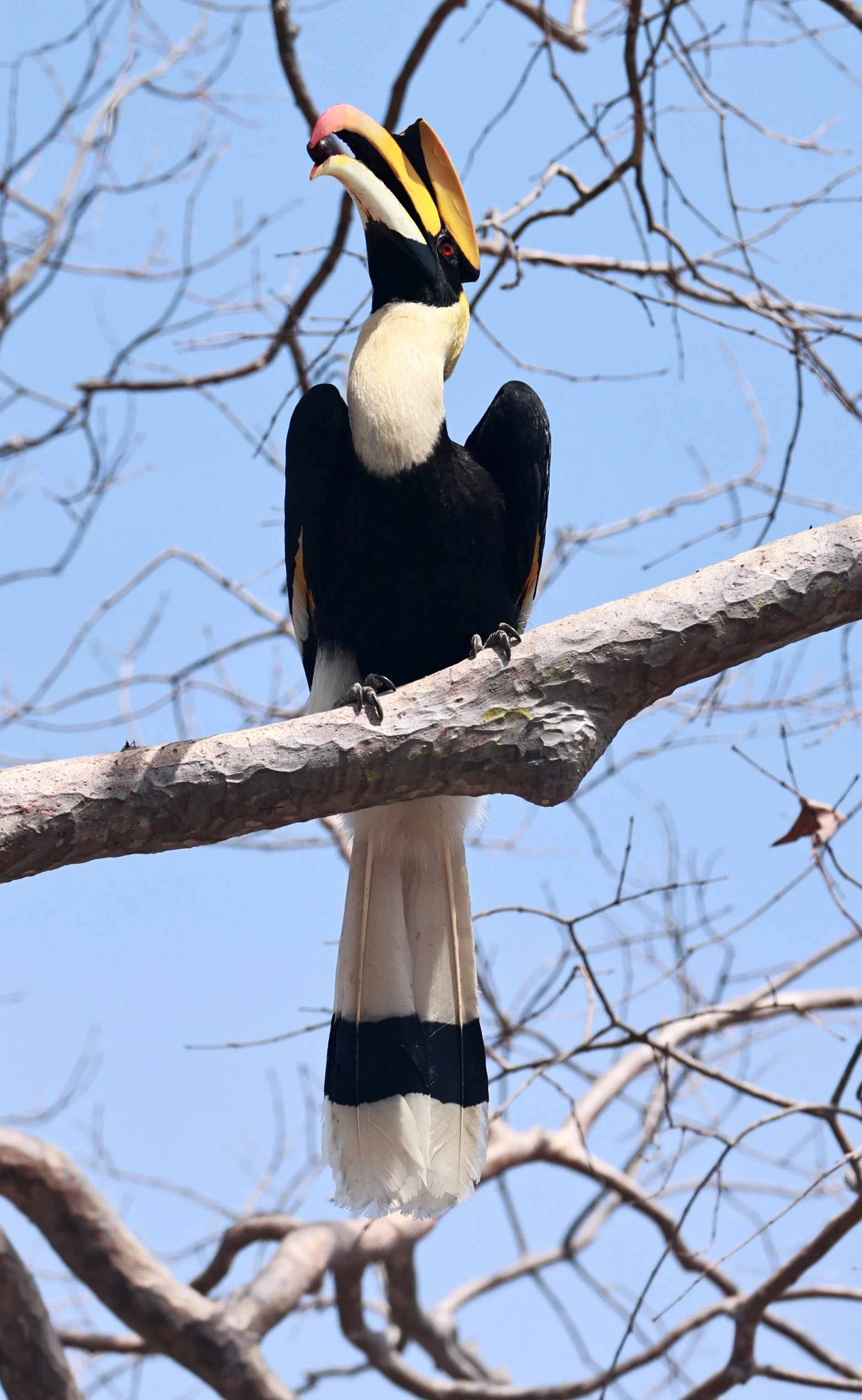 Great hornbill (Buceros bicornis) Pak Chong Mu Si Municipality Feb 2026 (3).jpg