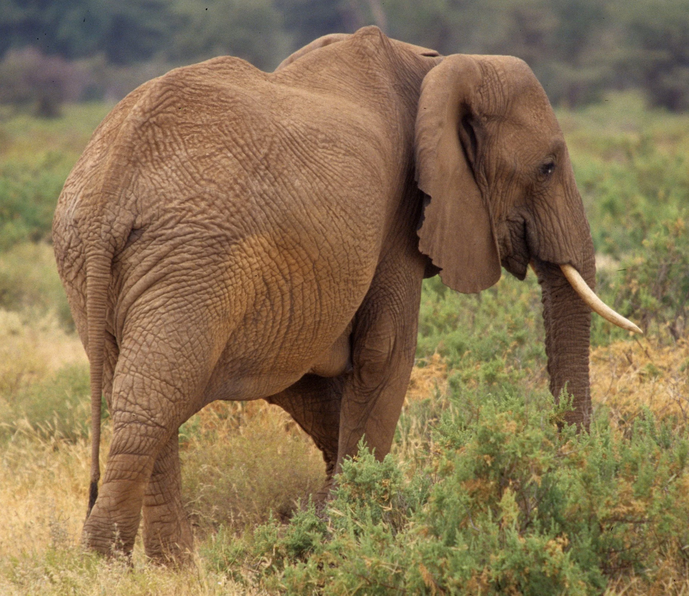 ELEPHANT - UGANDA 8.jpg