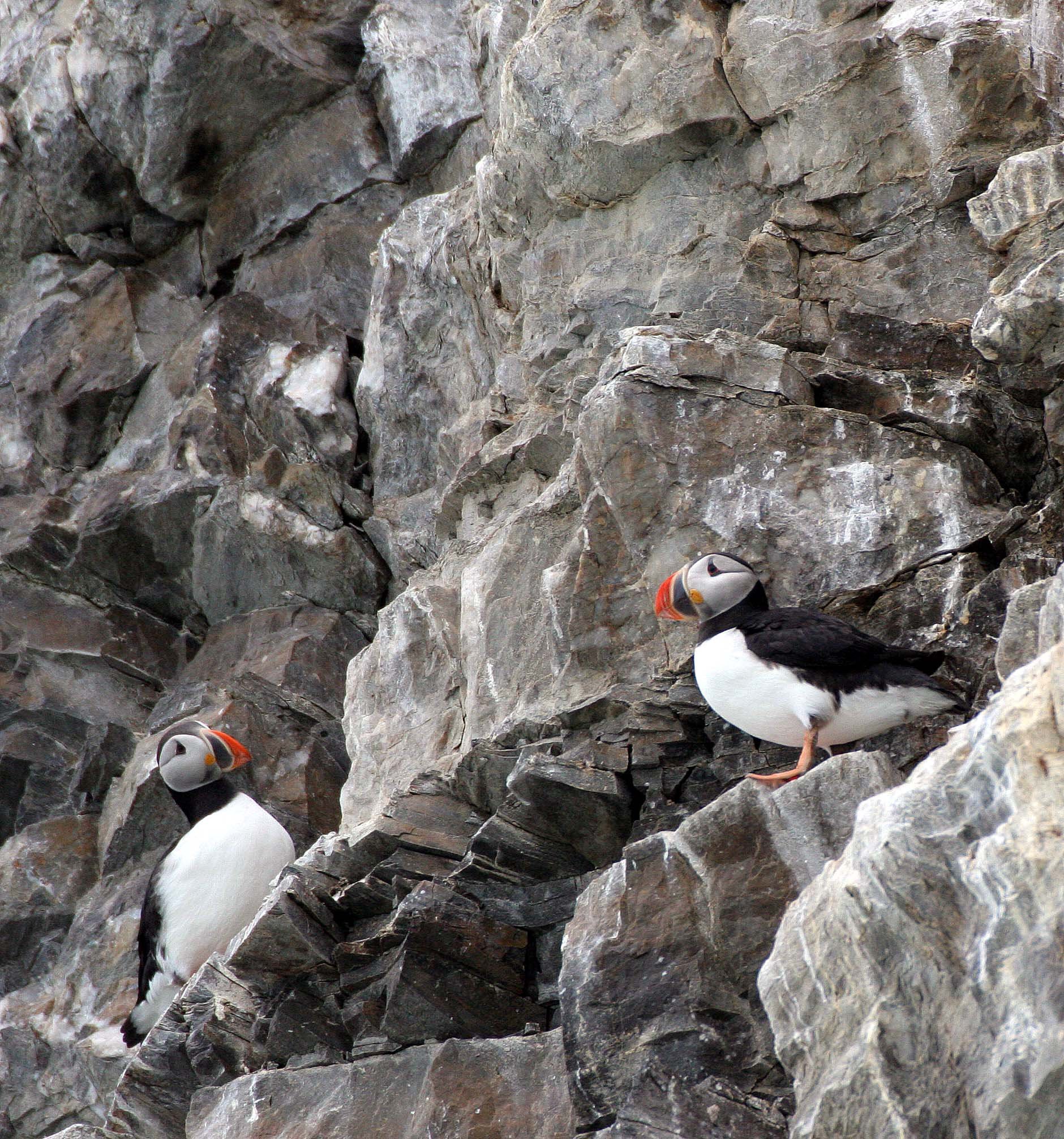 Fratercula arctica - ATLANTIC PUFFIN - SVALBARD (32).jpg