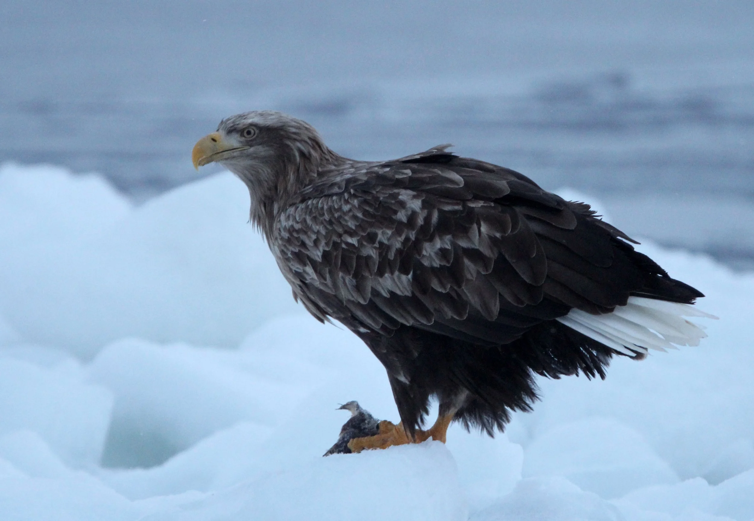 Haliaeetus albicilla - WHITE-TAILED EAGLE - RAUSU, SHIRETOKO PENINSULA, HOKKAIDO JAPAN (309).JPG