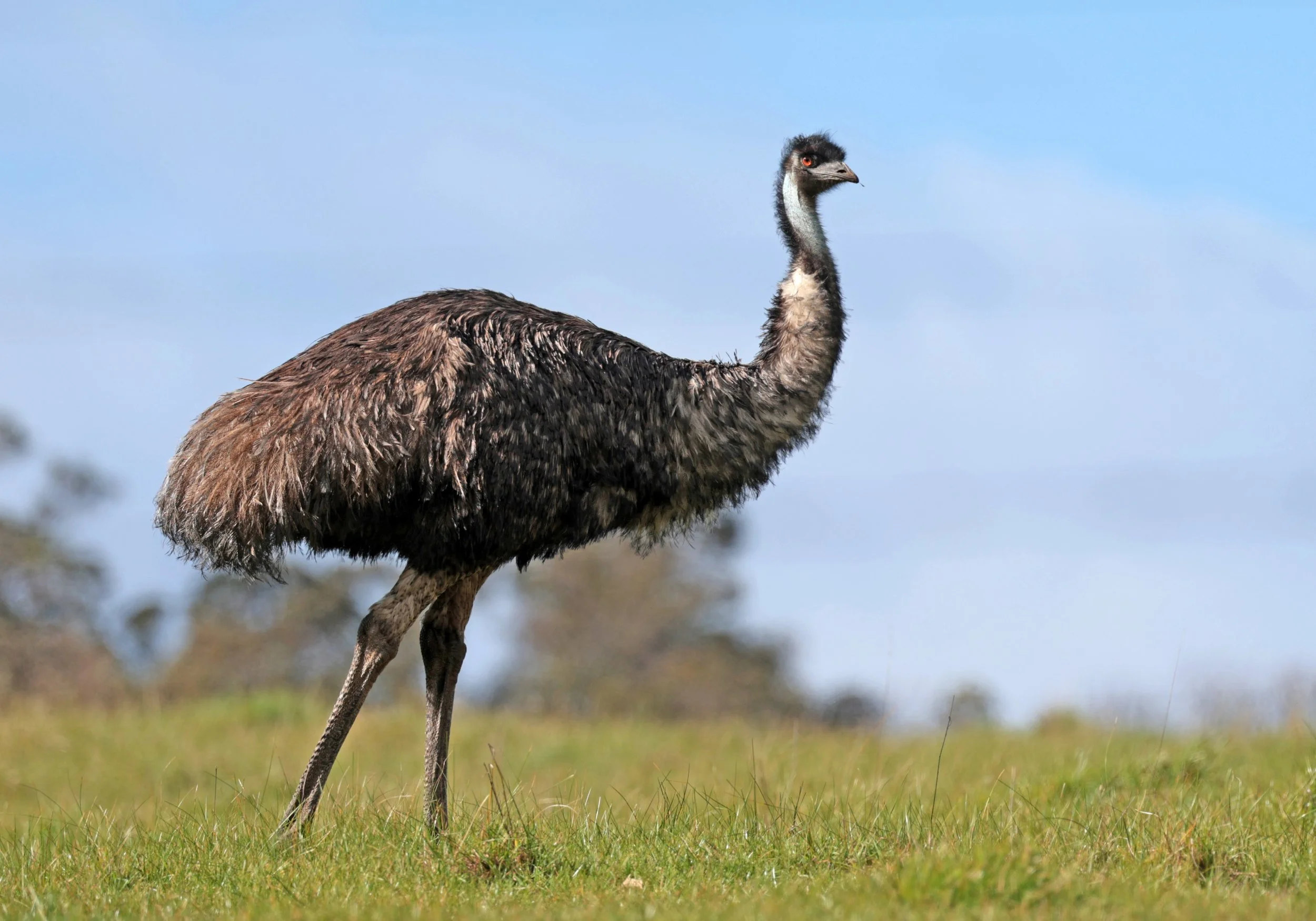 Emu (Dromaius novaehollandiae) Mt Frankland NP - Western Australia (35).jpg