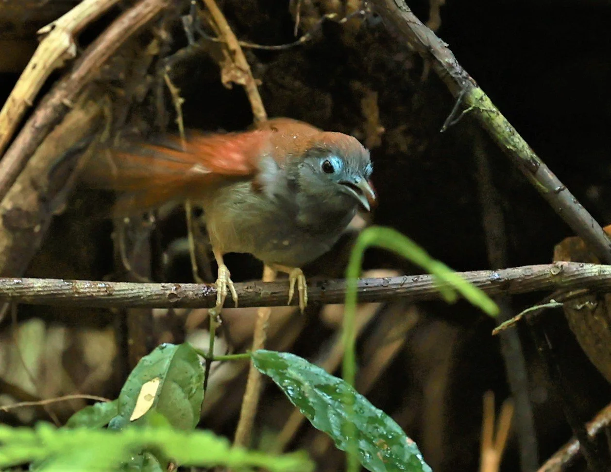 BABBLER - CHESTNUT-WINGED BABBLER - Cyanoderma erythropterum - KRUNG CHING, KHAO LUANG NATIONAL PARK, THAILAND APRIL 2023 (4).jpg