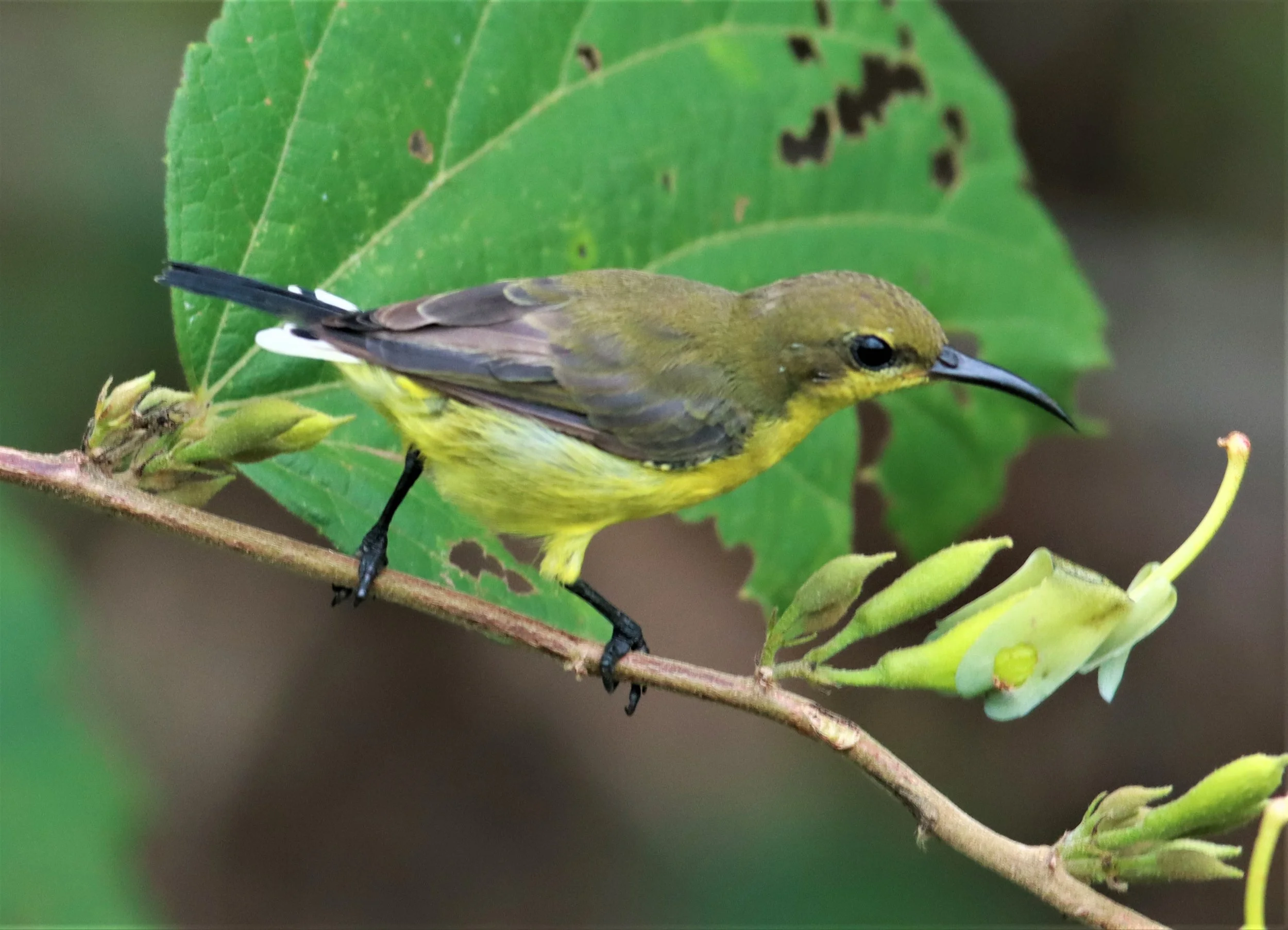 SUNBIRD - OLIVE-BACKED SUNBIRD - Nectarinia jugularis - NONG YA PLONG PETCHABURI (1).jpg