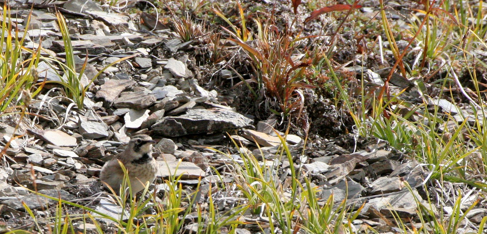 Horned Lark (Eremophila alpestris) Olympic National Park Washington (6).JPG