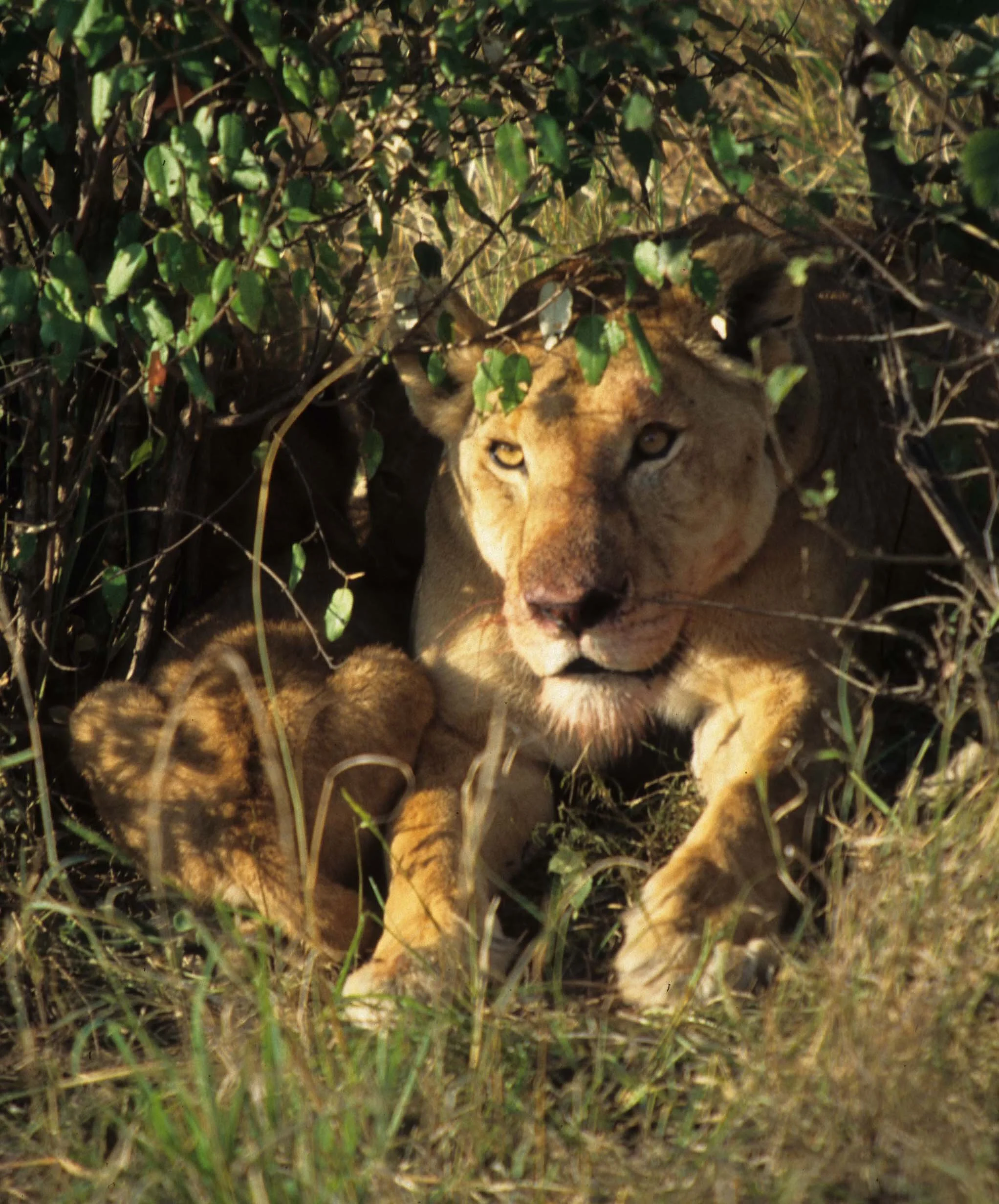 FELID - LION - SERENGETI (22).jpg