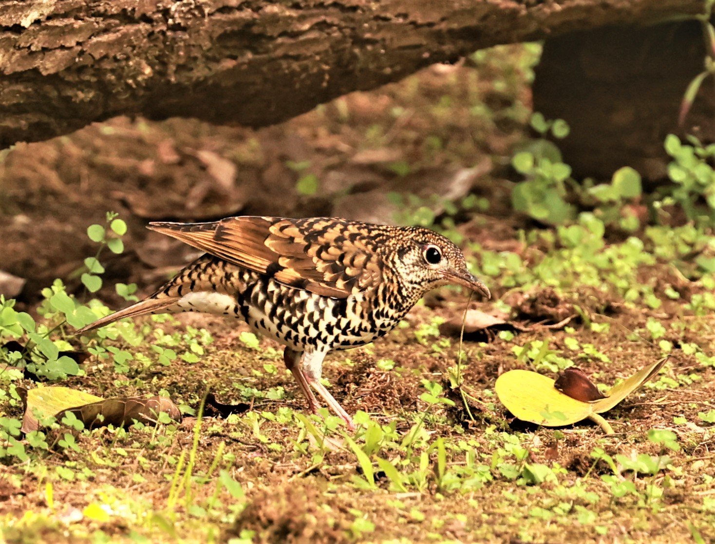 Scaly Thrush (Zoothera dauma) Doi Ang Kang Chiang Mai (45).jpg