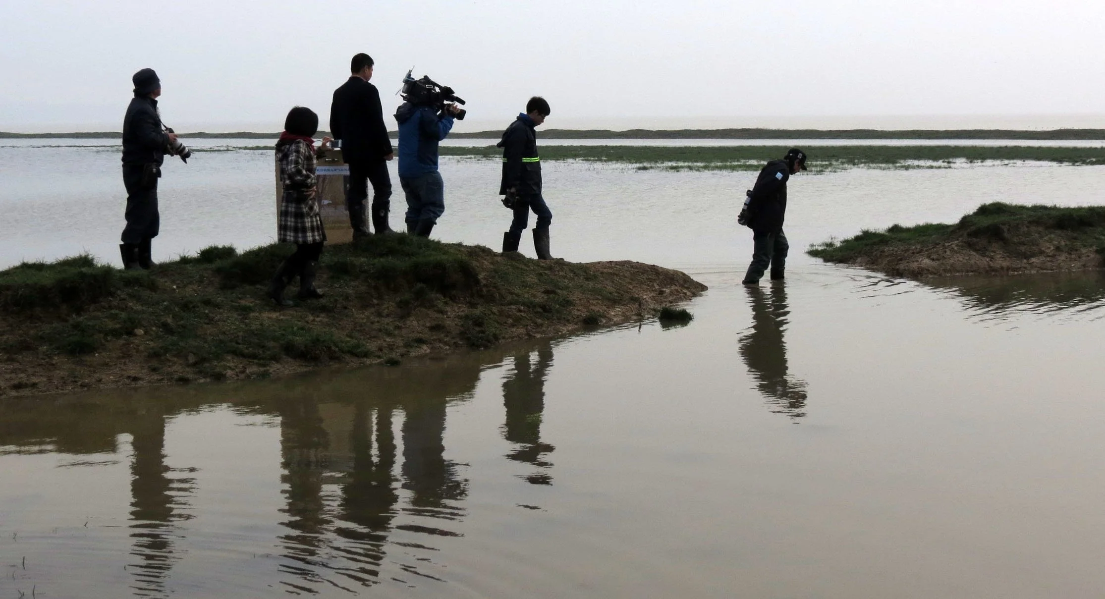 BIRD - CRANE - SIBERIAN CRANE RELEASE OF INJURED BIRD - POYANG LAKE - CHINA - JIANGXI PROVINCE (109).JPG