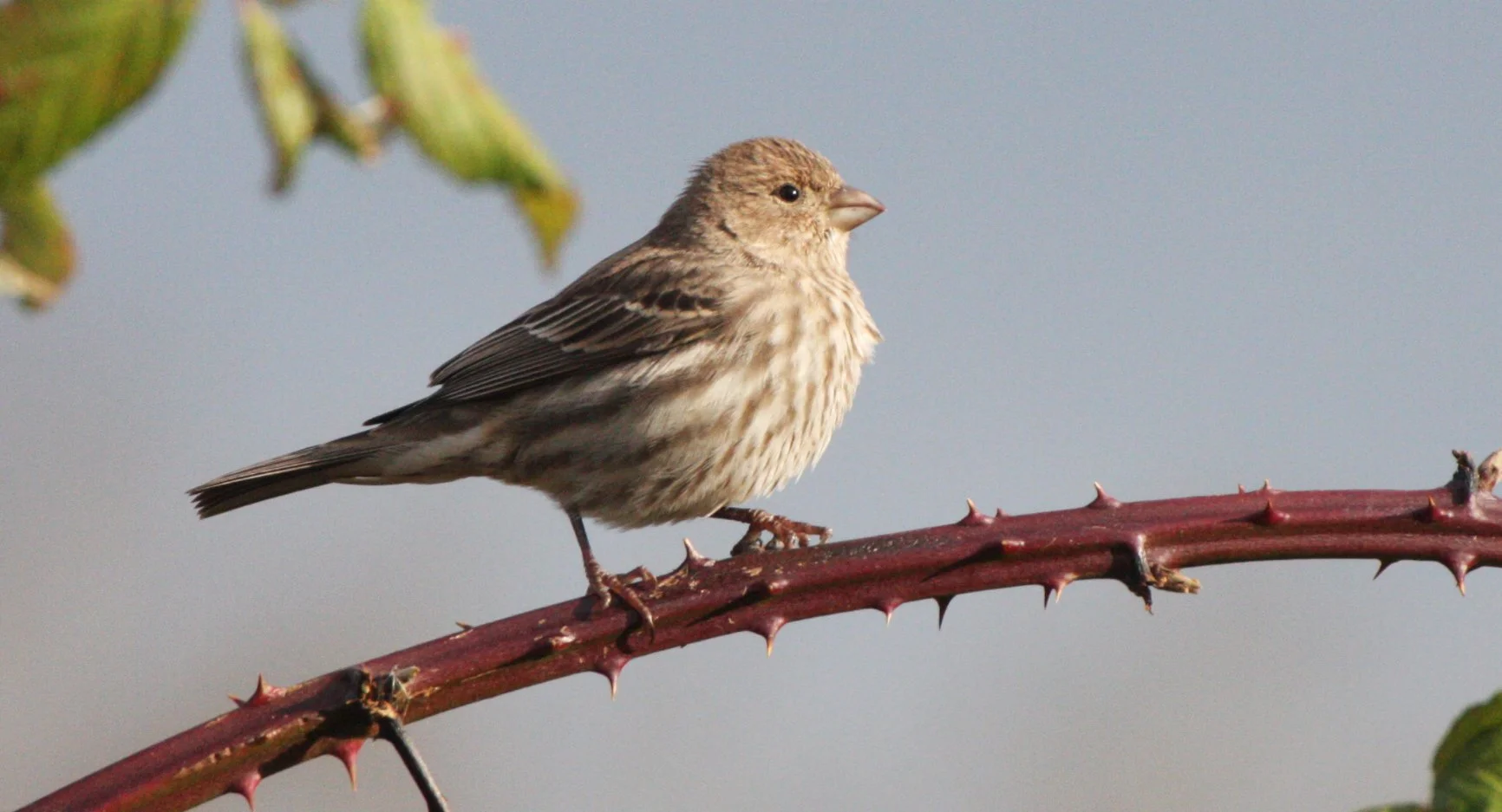 House Finch (Haemorhous mexicanus) Jamestown Washington (2).JPG