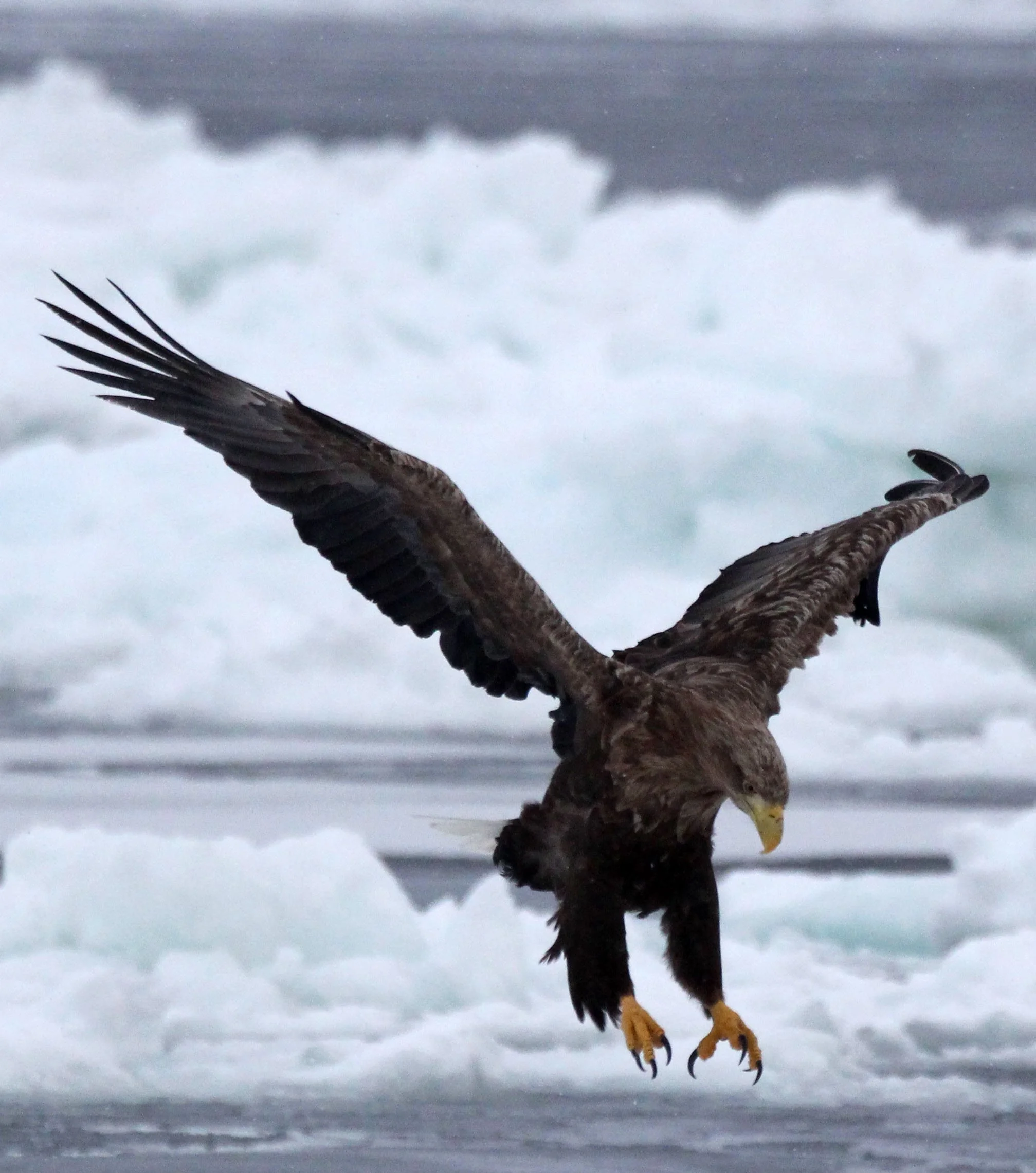 BIRD - EAGLE - WHITE-TAILED EAGLE - RAUSU - SHIRETOKO PENINSULA & NATIONAL PARK - HOKKAIDO JAPAN (29).JPG