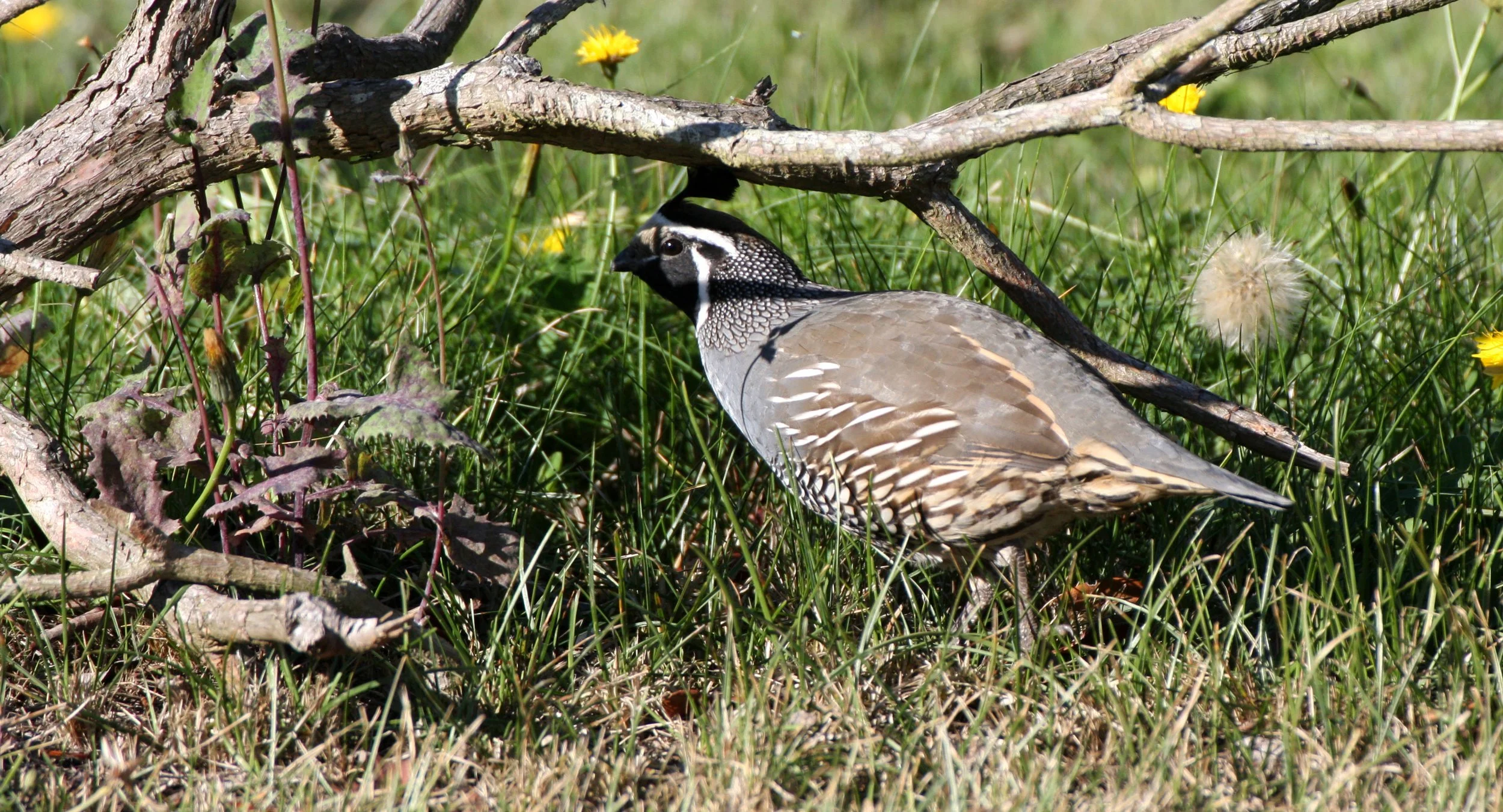 BIRD - QUAIL - CALIFORNIA QUAIL - SEQUIM BAY WA (3).JPG