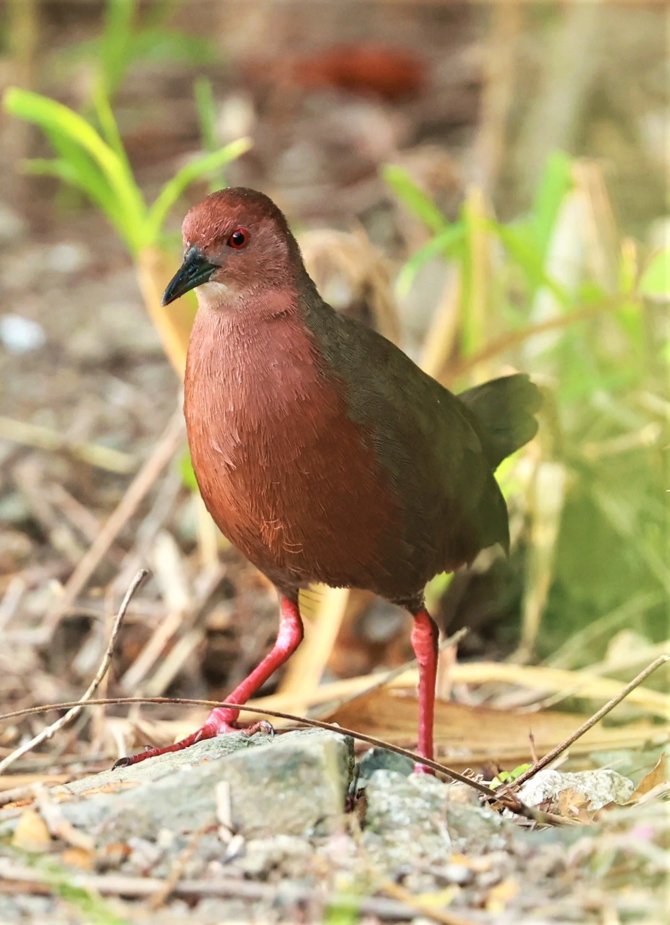 Ruddy-breasted Crake (Porzana fusca) Kaeng Krachan NP Vicinity (7).jpg